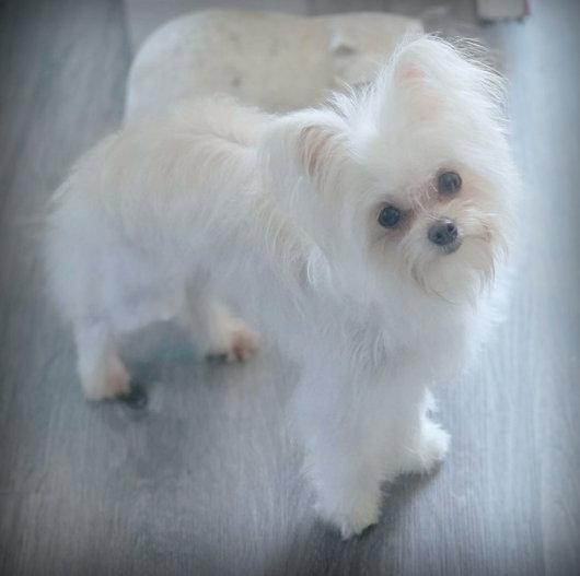 Enlarge Elsa, a Adopted mixed breed in Anaheim Hills, CA image 2/3