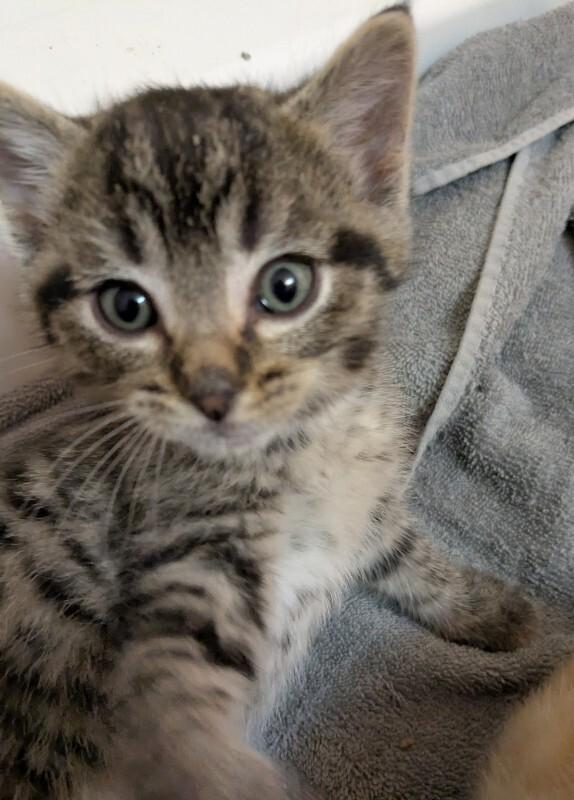 Benito, a Adoptable Domestic Short Hair in Yankton, SD image 1/6