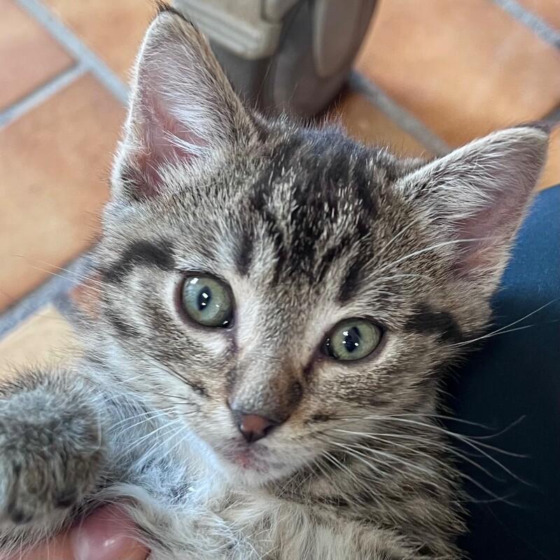 Benito, a Adoptable Domestic Short Hair in Yankton, SD image 2/6