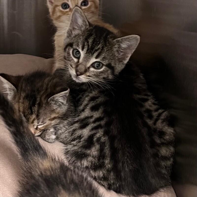 Benito, a Adoptable Domestic Short Hair in Yankton, SD image 3/6