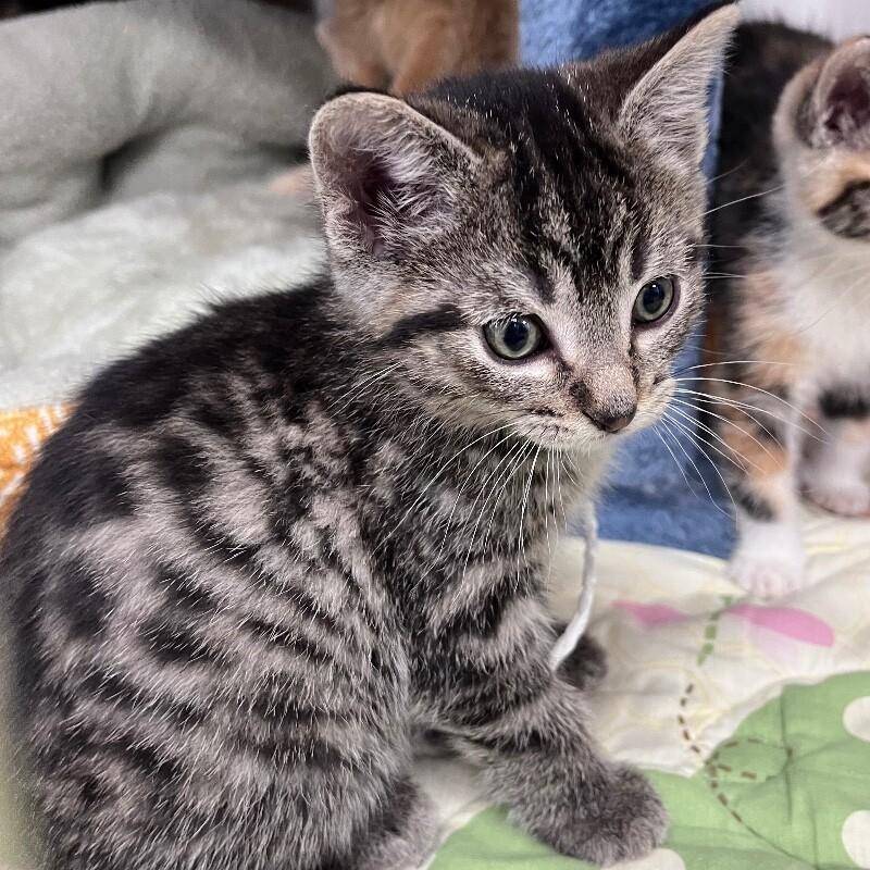 Benito, a Adoptable Domestic Short Hair in Yankton, SD image 5/6