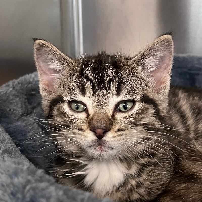 Benito, a Adoptable Domestic Short Hair in Yankton, SD image 6/6