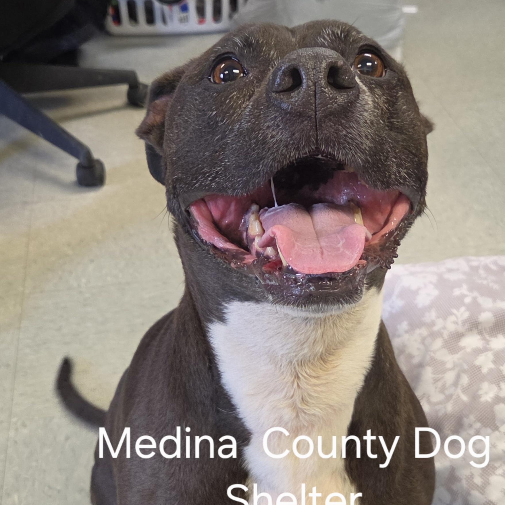 Autumn, a ADOPTABLE mixed breed in Medina, OH image 2/4