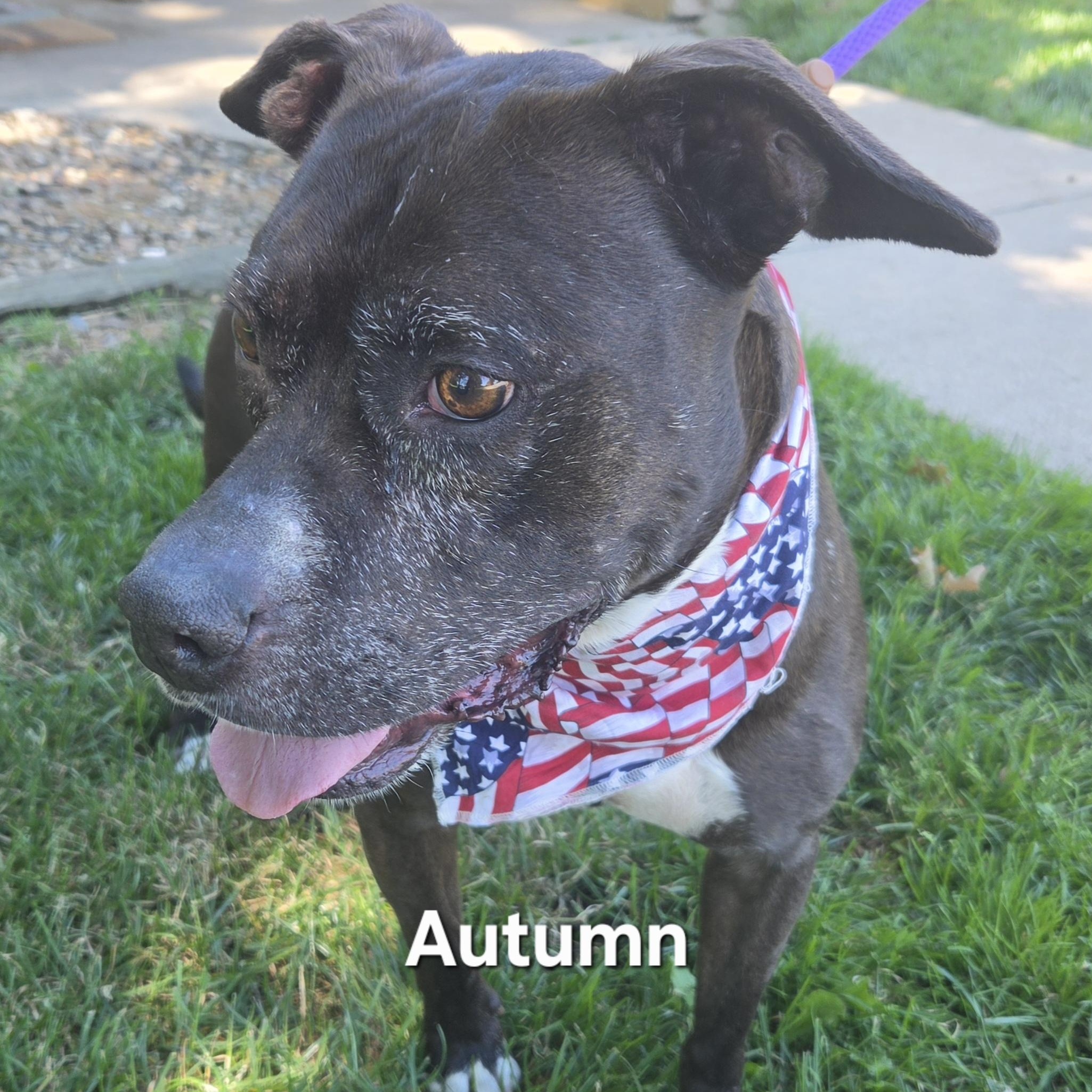 Autumn, ADOPTABLE, Senior Female Pit Bull Terrier.