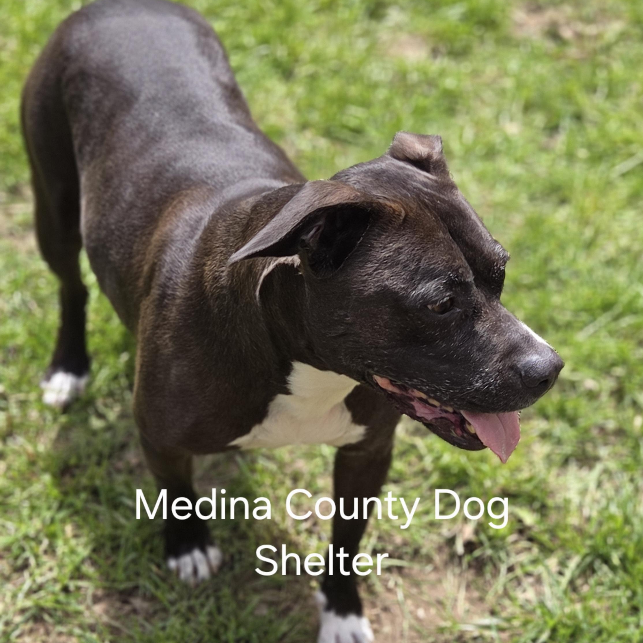 Autumn, ADOPTABLE, Senior Female Pit Bull Terrier.