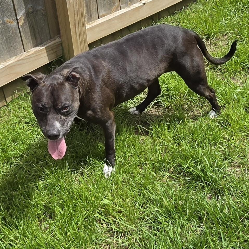 Autumn, a ADOPTABLE mixed breed in Medina, OH image 4/4