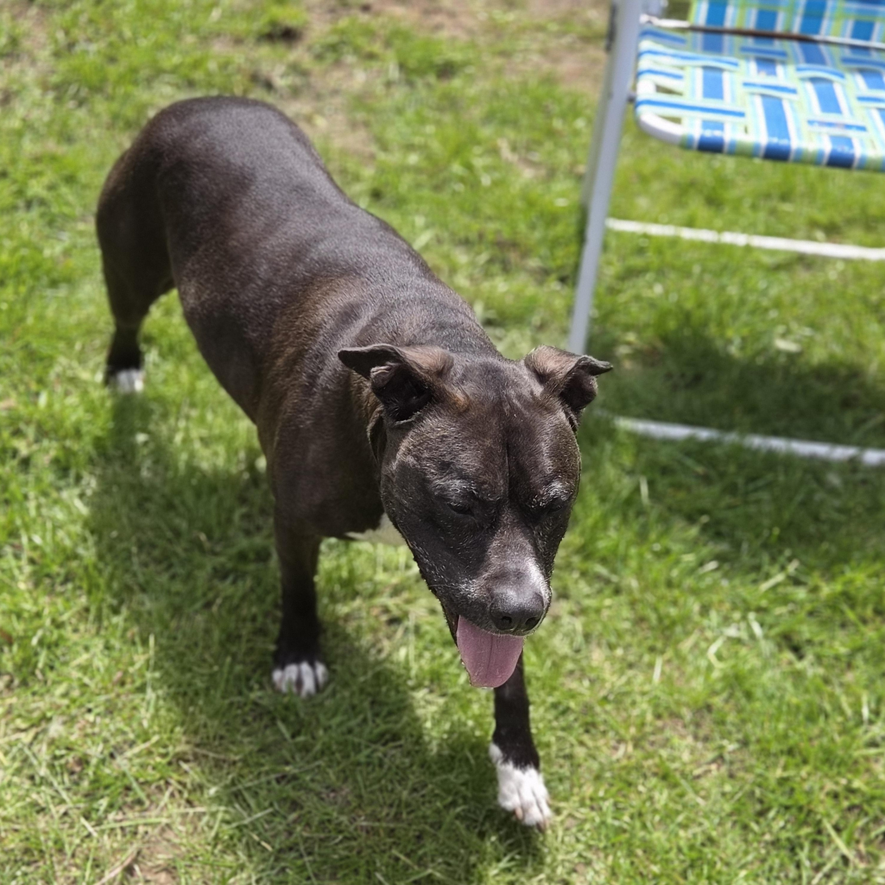 Autumn, a ADOPTABLE mixed breed in Medina, OH image 3/4