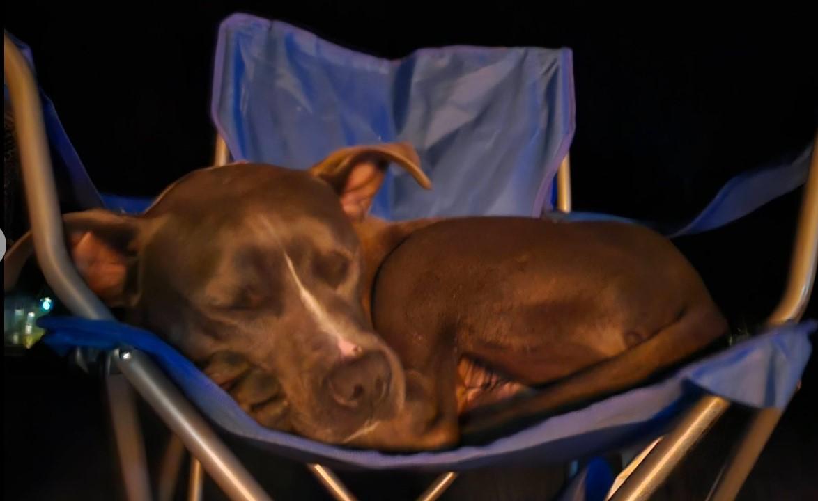 Blue, Adoptable, Adult Male Pit Bull Terrier & American Staffordshire Terrier.