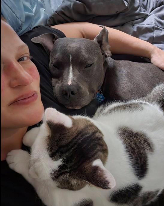 Blue, a Adoptable mixed breed in Troy, MI image 2/6