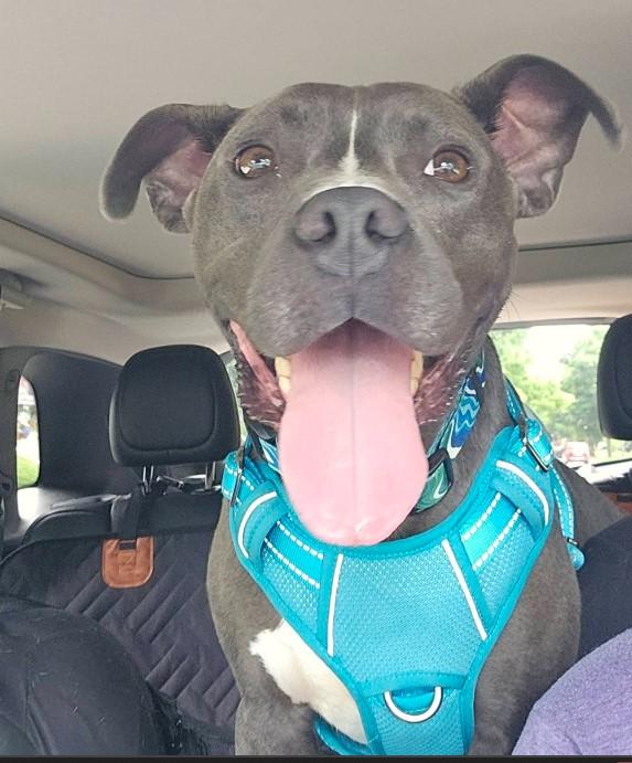 Blue, a Adoptable mixed breed in Troy, MI image 3/6