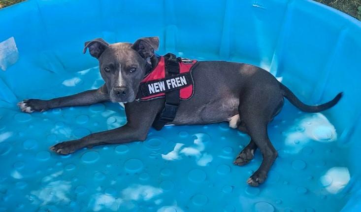 Blue, a Adoptable mixed breed in Troy, MI image 4/6