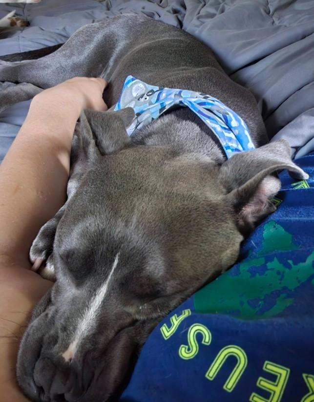 Blue, a Adoptable mixed breed in Troy, MI image 5/6