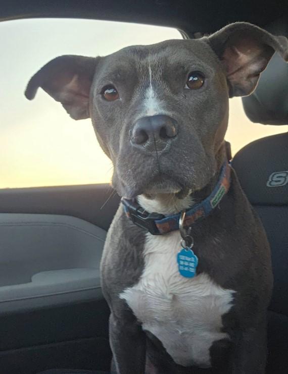 Blue, a Adoptable mixed breed in Troy, MI image 6/6