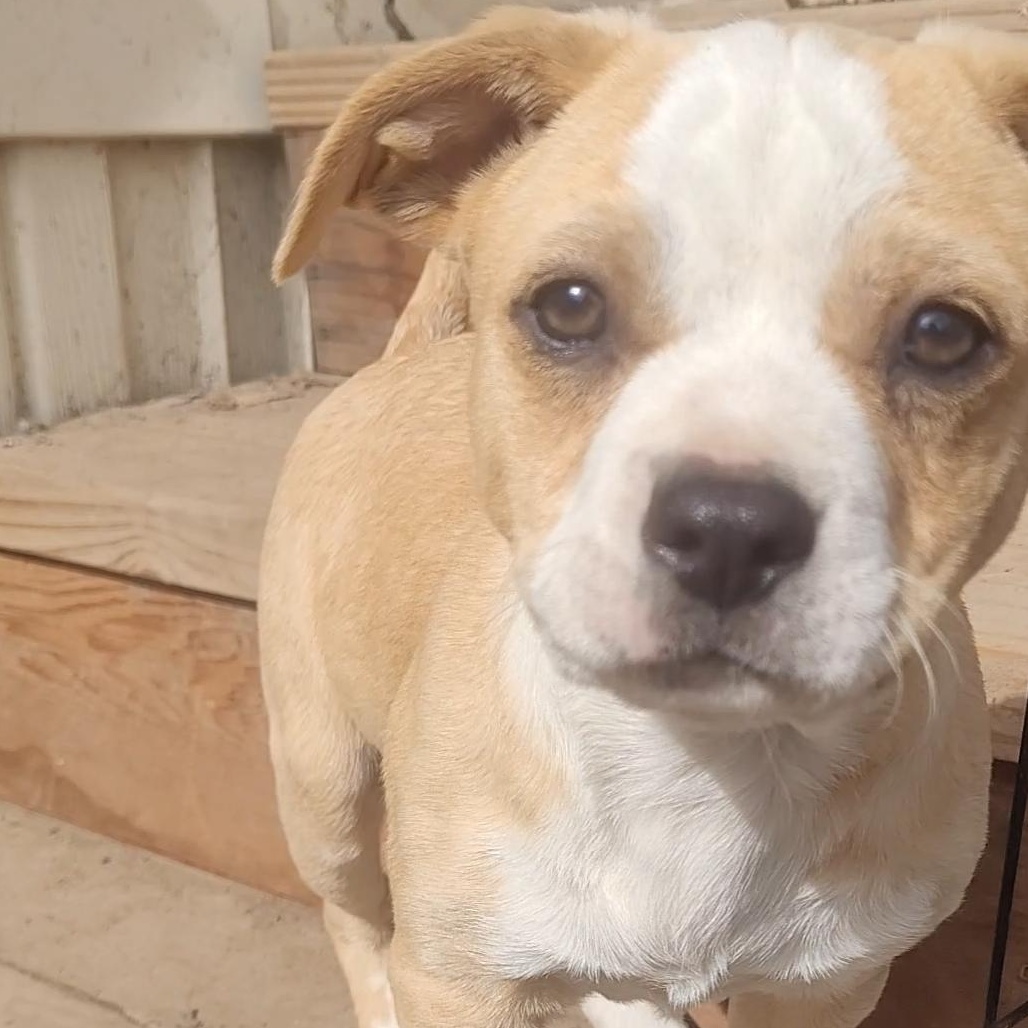 Wally, a Adoptable mixed breed in California Hot Springs, CA image 1/2