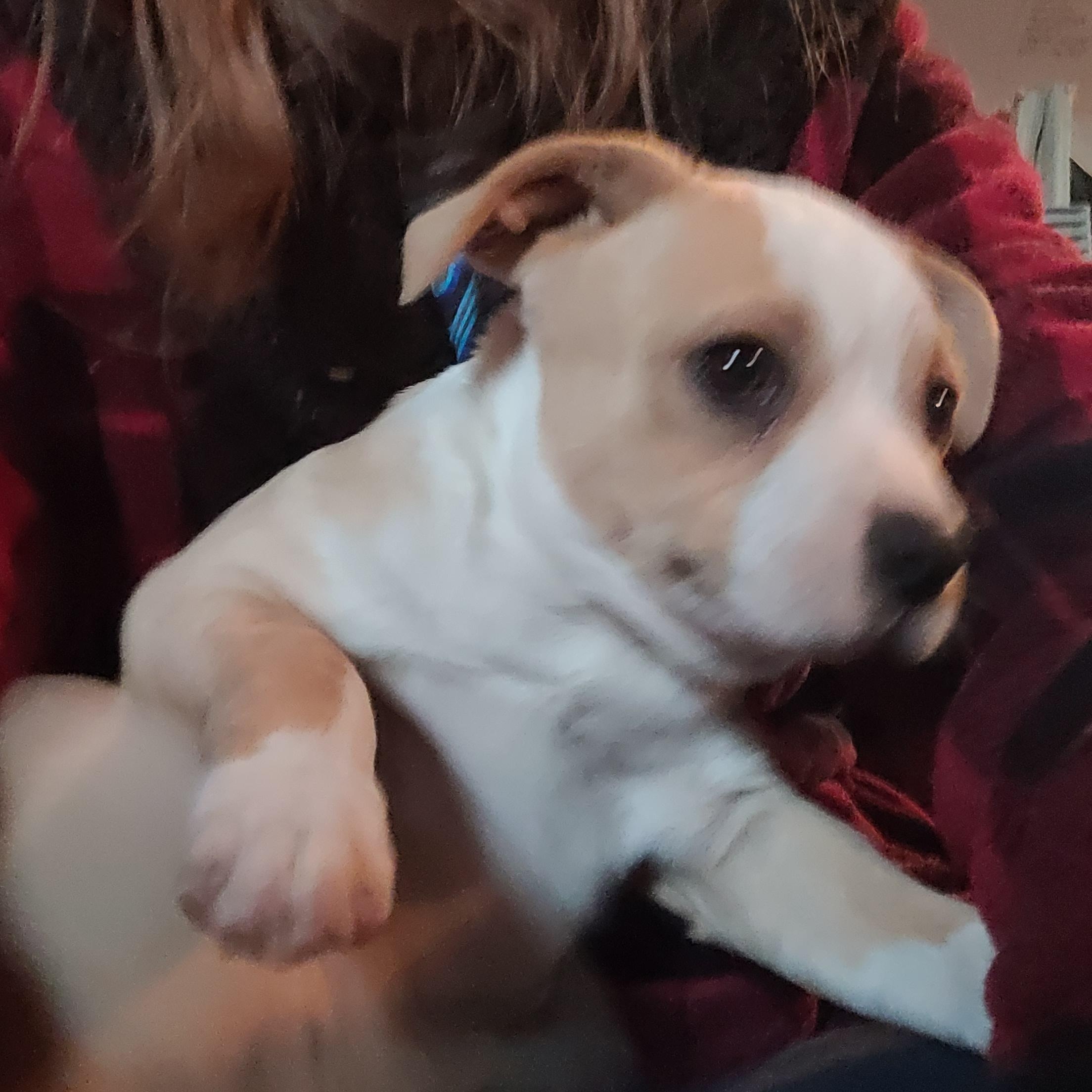 Wally, a Adoptable mixed breed in California Hot Springs, CA image 2/2