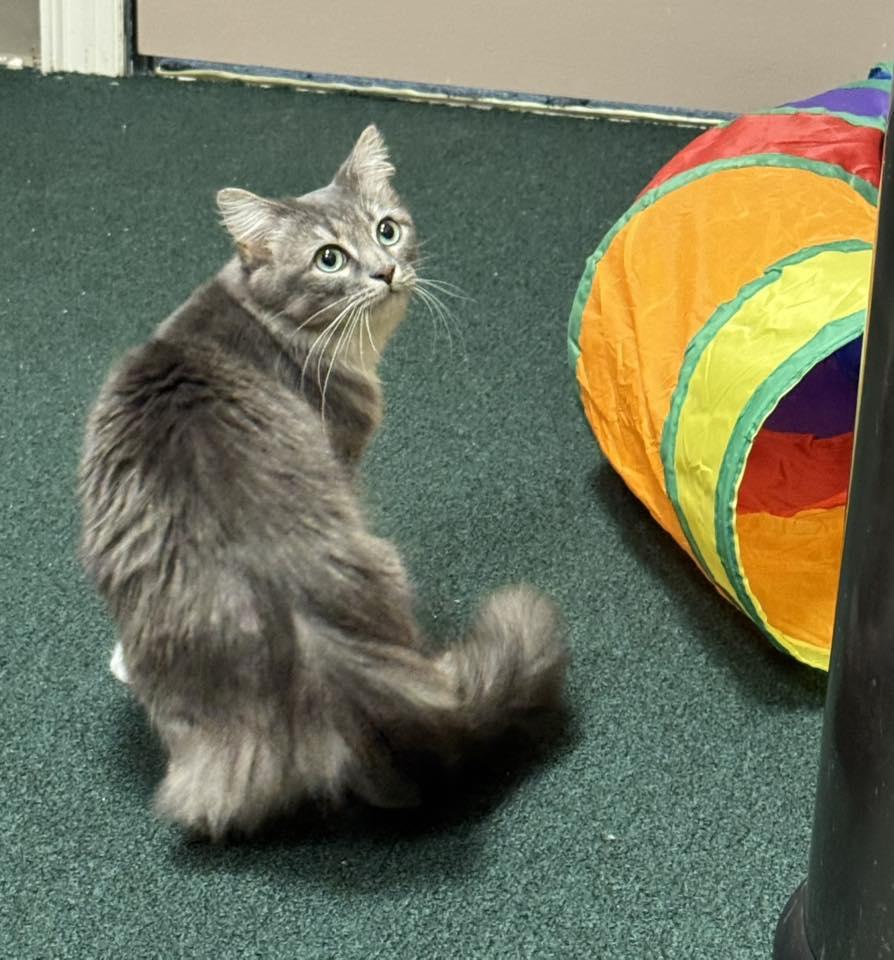 Enlarge Gorgeous Sushi, an adopted Domestic Long Hair in Mt Airy, NC image 2/3