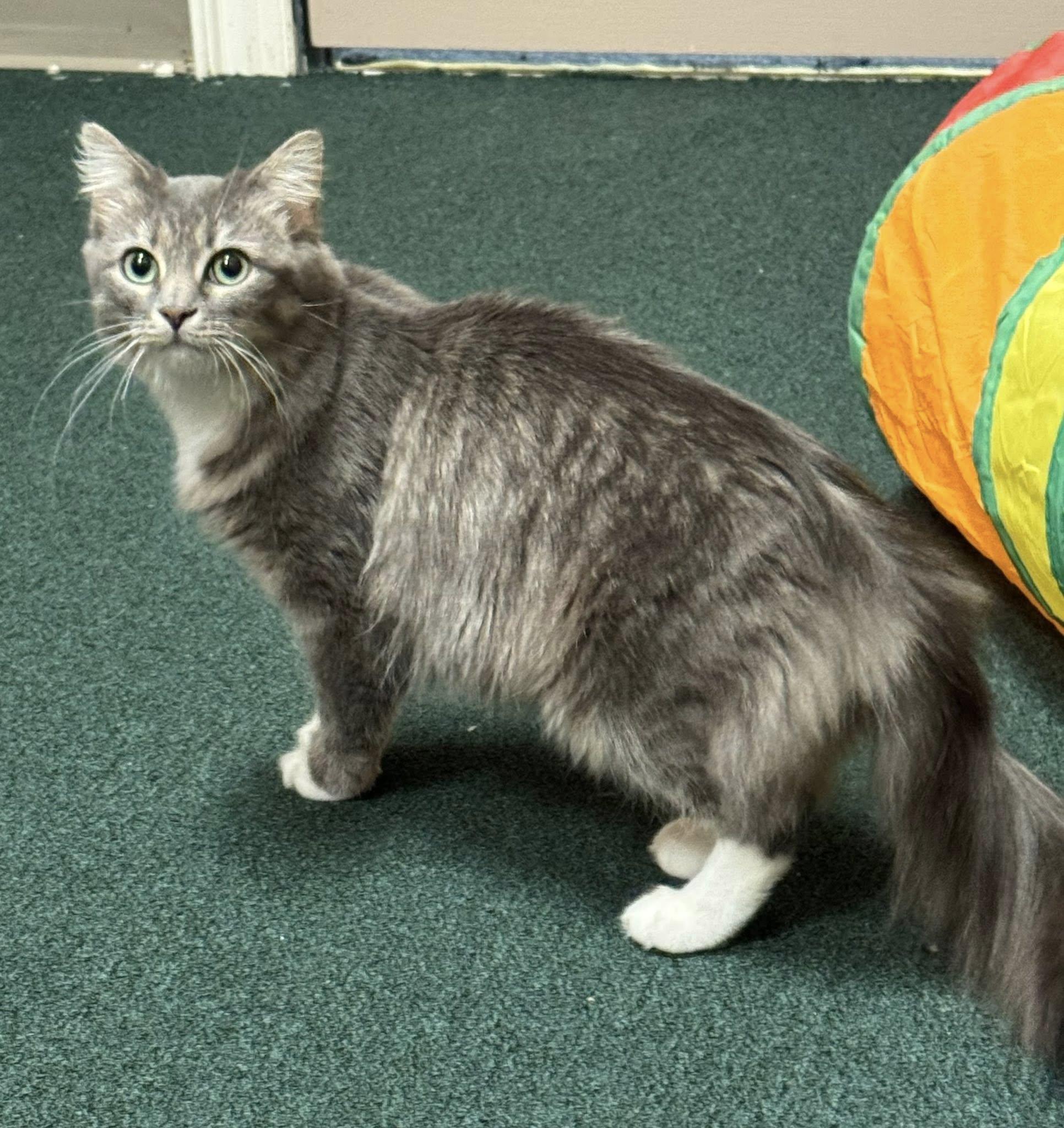 Gorgeous Sushi, adopted, Young Female Domestic Long Hair.