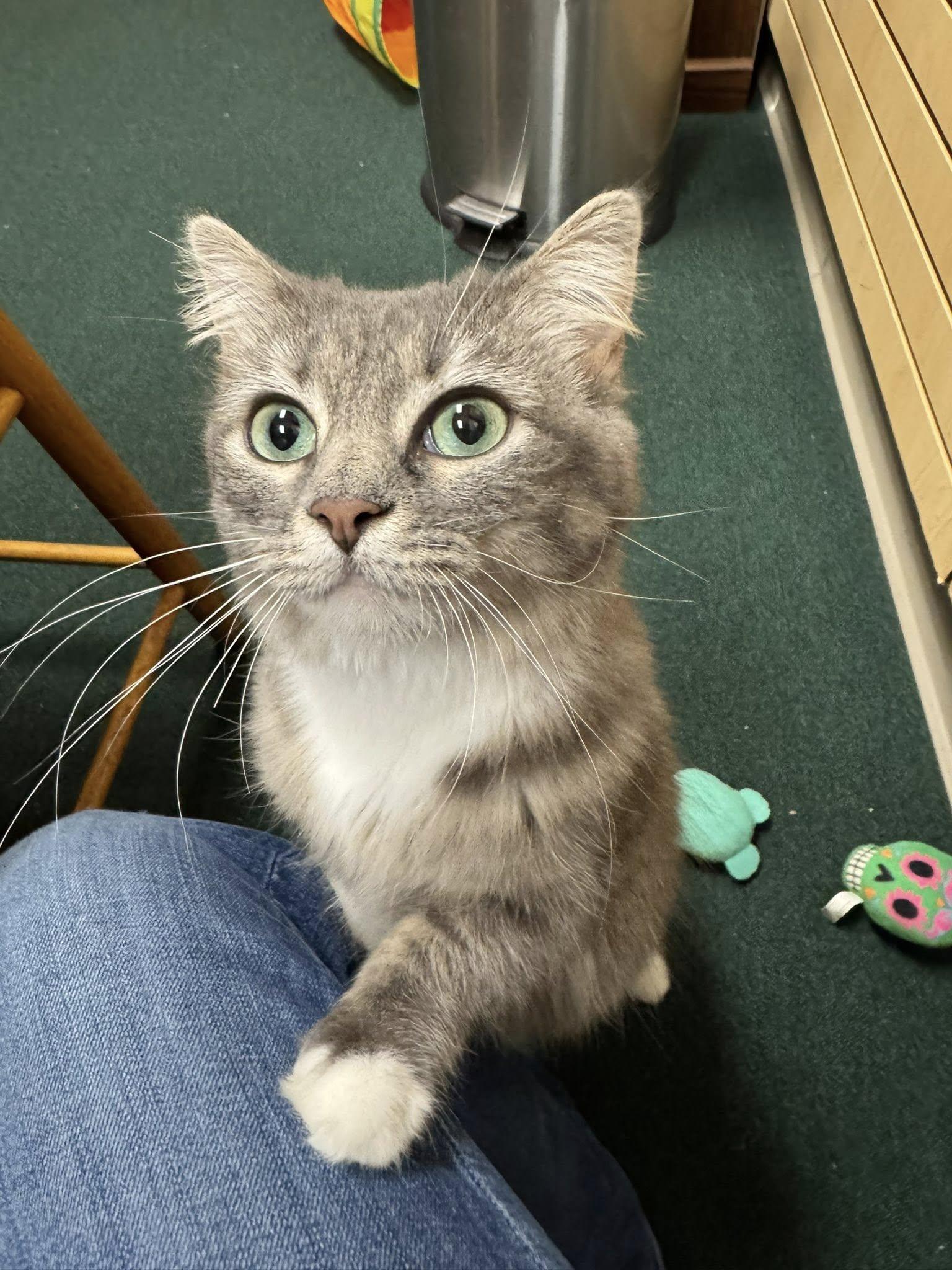 Enlarge Gorgeous Sushi, an adopted Domestic Long Hair in Mt Airy, NC image 3/3