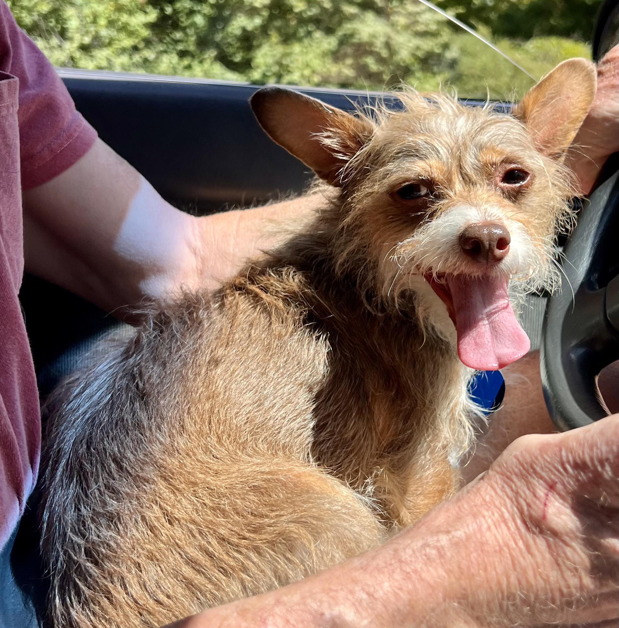 Taffy- sweet little local terrier girl, an adoptable Terrier in Cascadia, OR, 97329 | Photo Image 1