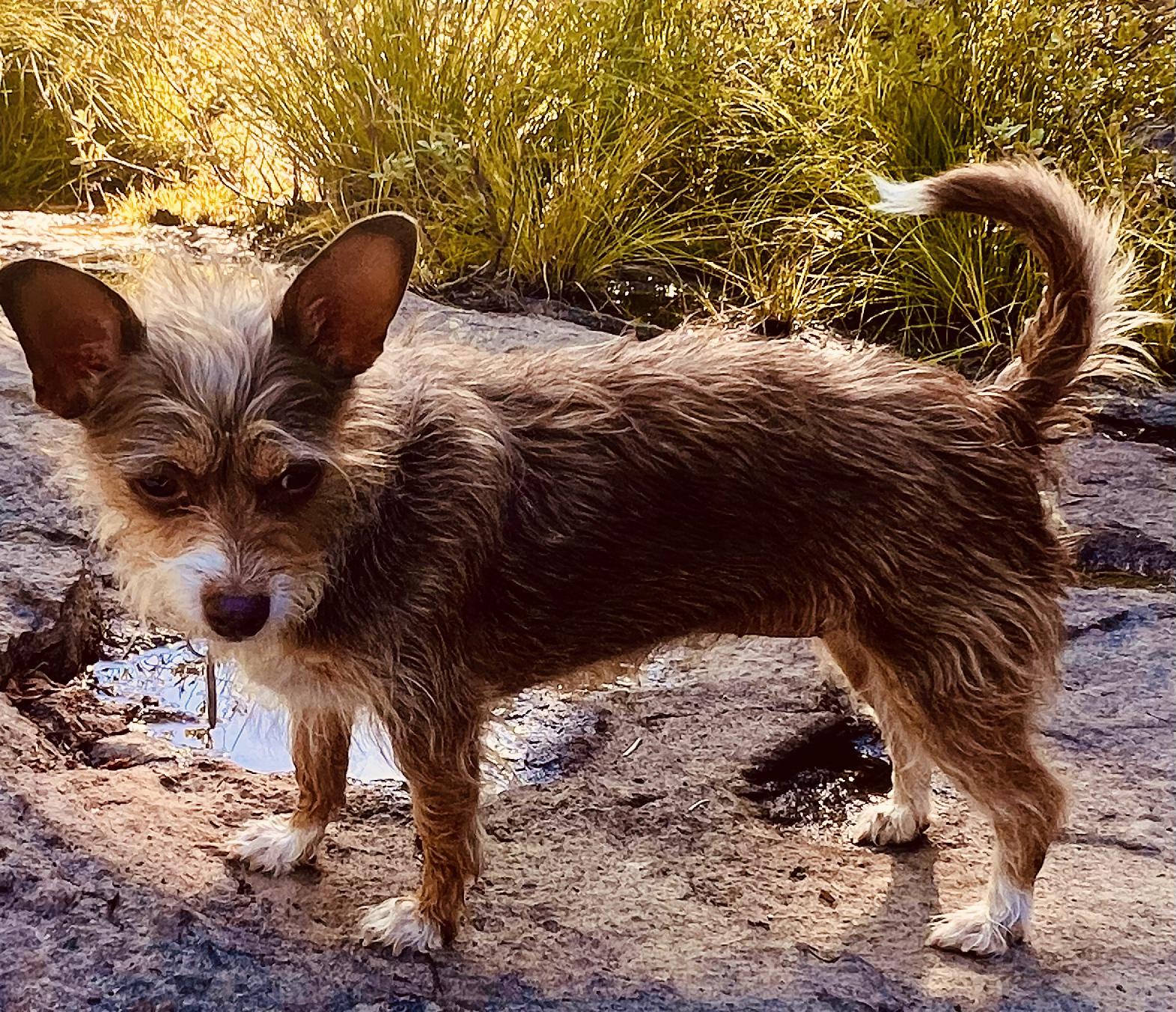 Taffy- sweet little local terrier girl, an adoptable Terrier in Cascadia, OR, 97329 | Photo Image 2