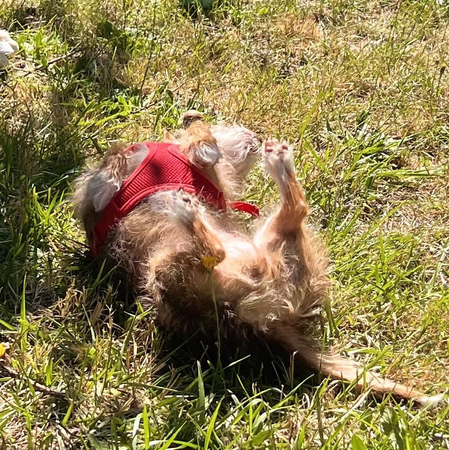 Taffy- sweet little local terrier girl photo 4