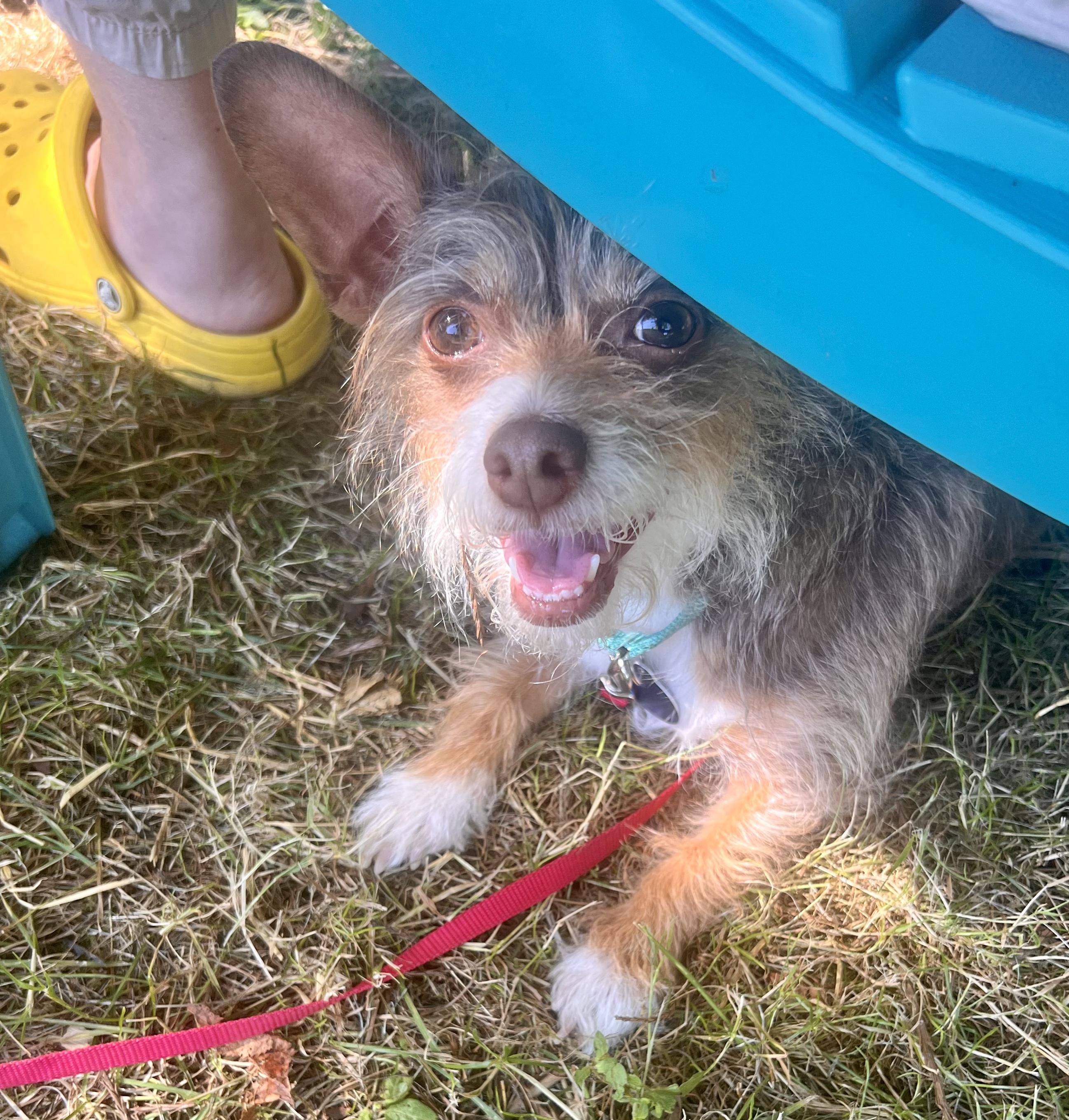 Taffy- sweet little local terrier girl photo 2