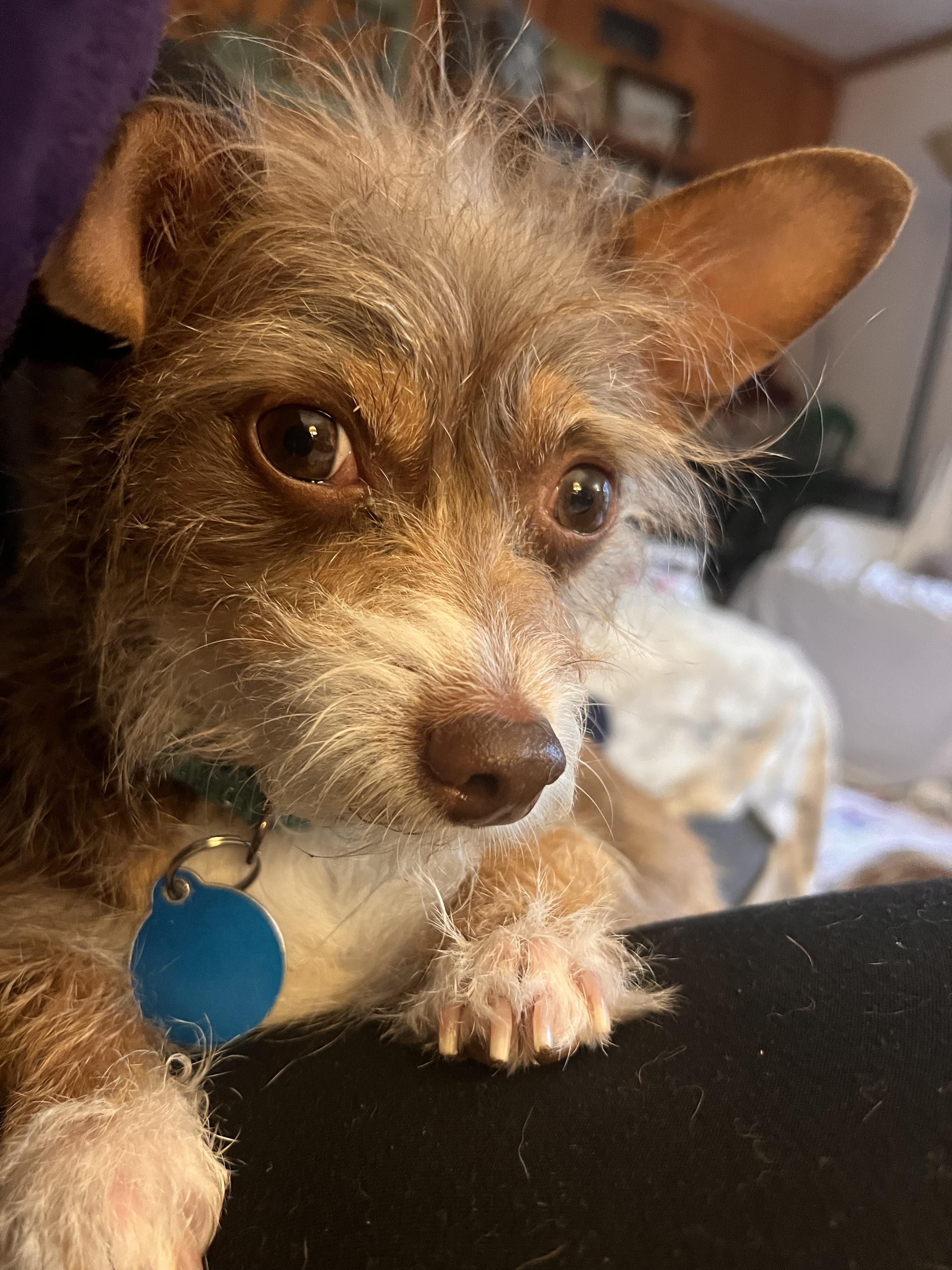 Taffy- sweet little local terrier girl