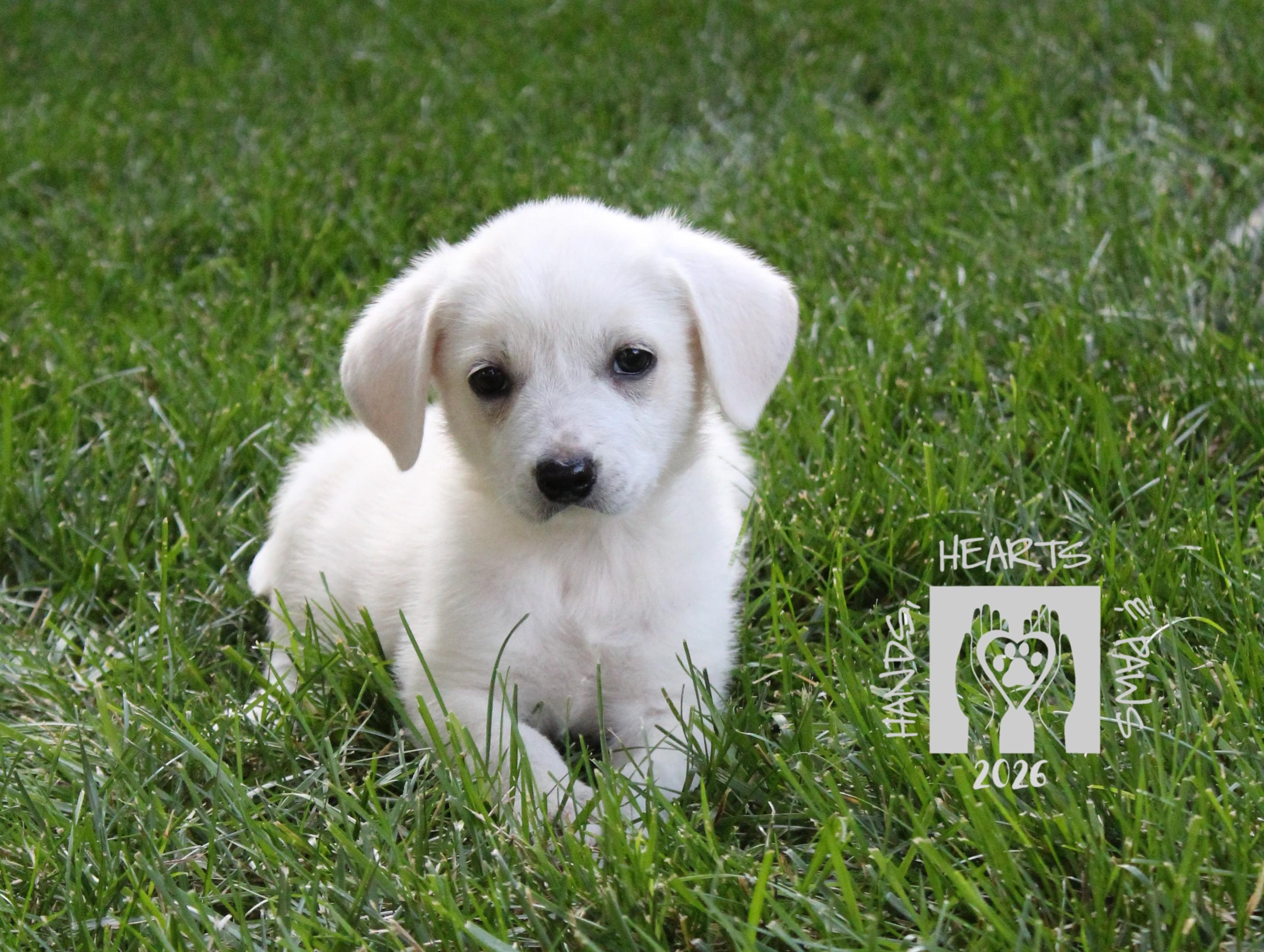 Jesse's Girl, adoptable, Puppy Female Australian Cattle Dog / Blue Heeler & Great Pyrenees.