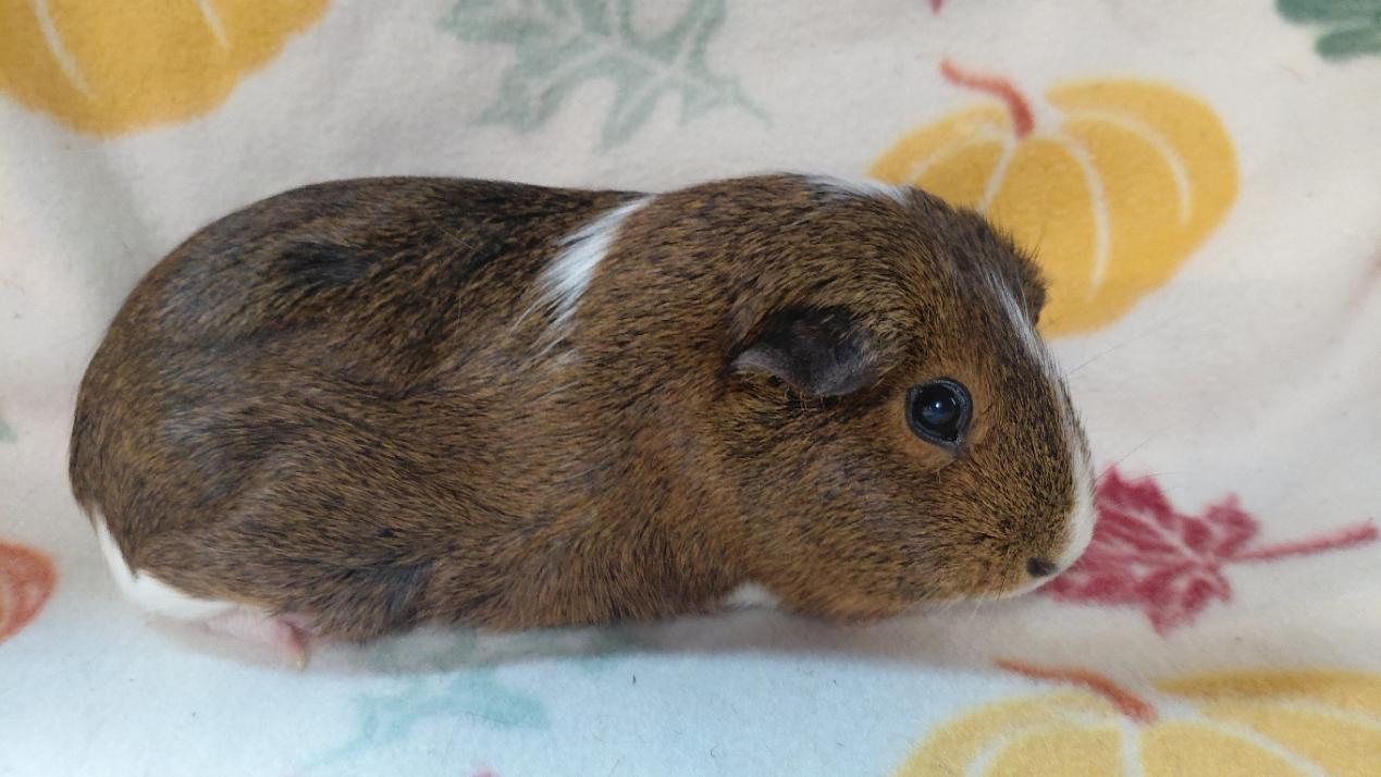 Enlarge Amber, a Adoptable Short-Haired in Cincinnati, OH image 2/3
