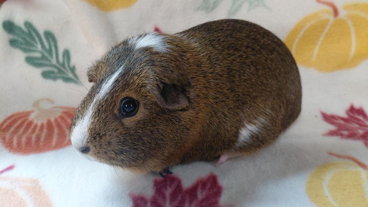 Enlarge Amber, a Adoptable Short-Haired in Cincinnati, OH image 3/3