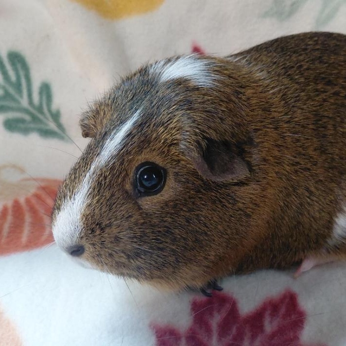 Amber, Adoptable, Adult Female Short-Haired.