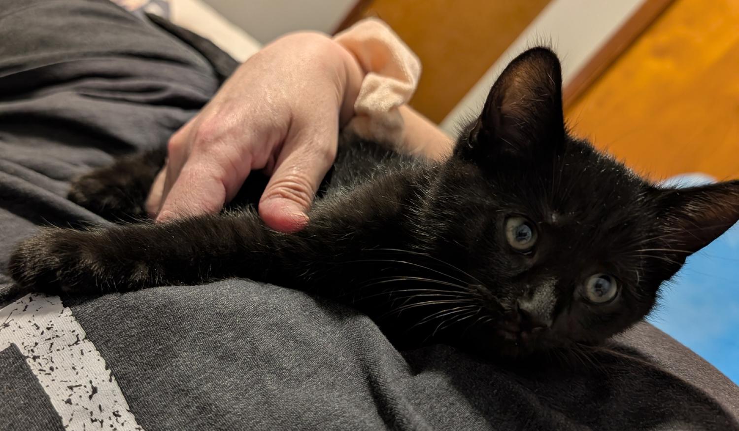 Enlarge Honeydew, a ADOPTABLE Domestic Short Hair in Wadsworth, OH image 2/4