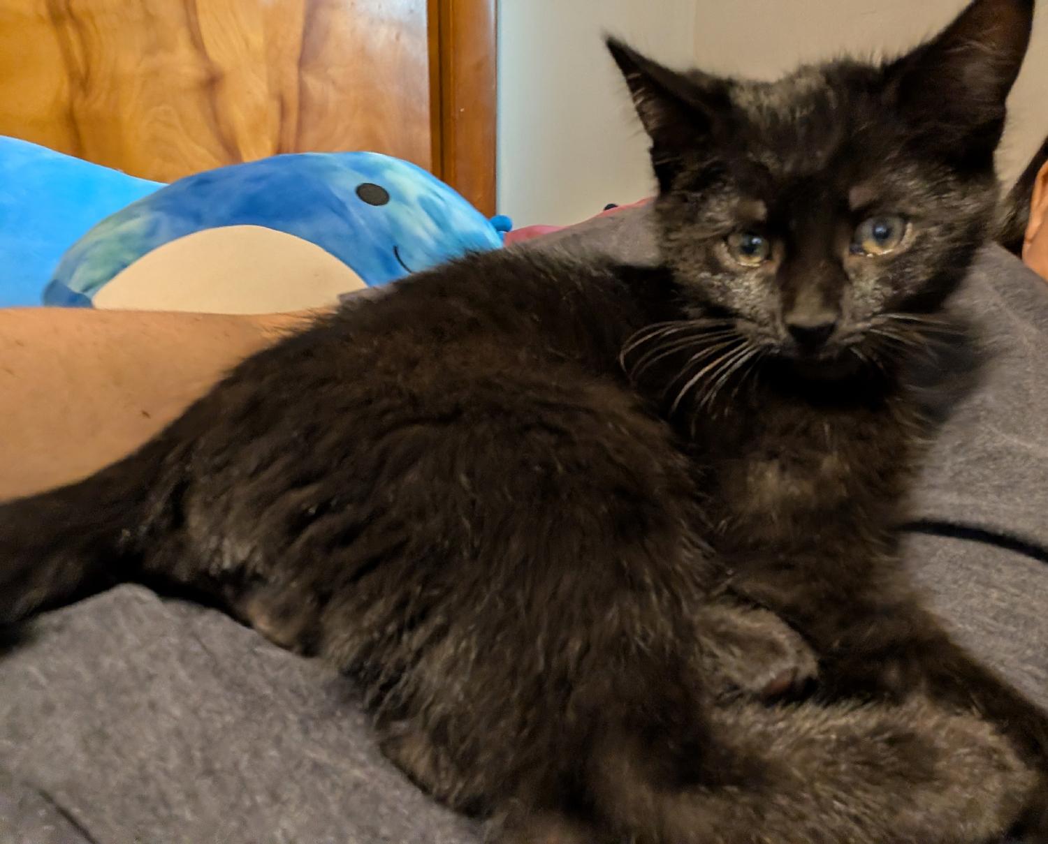 Enlarge Honeydew, a ADOPTABLE Domestic Short Hair in Wadsworth, OH image 4/4