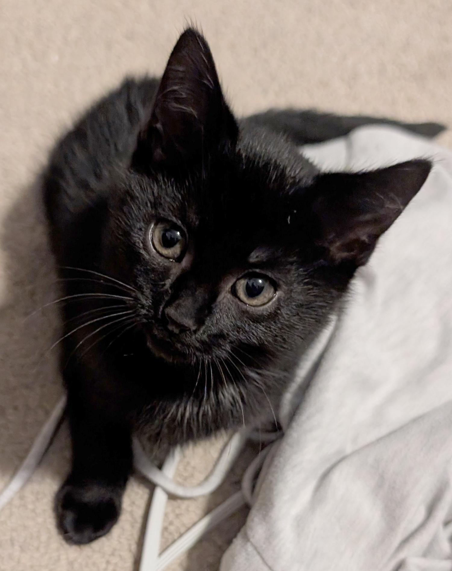 Enlarge Honeydew, a ADOPTABLE Domestic Short Hair in Wadsworth, OH image 1/4