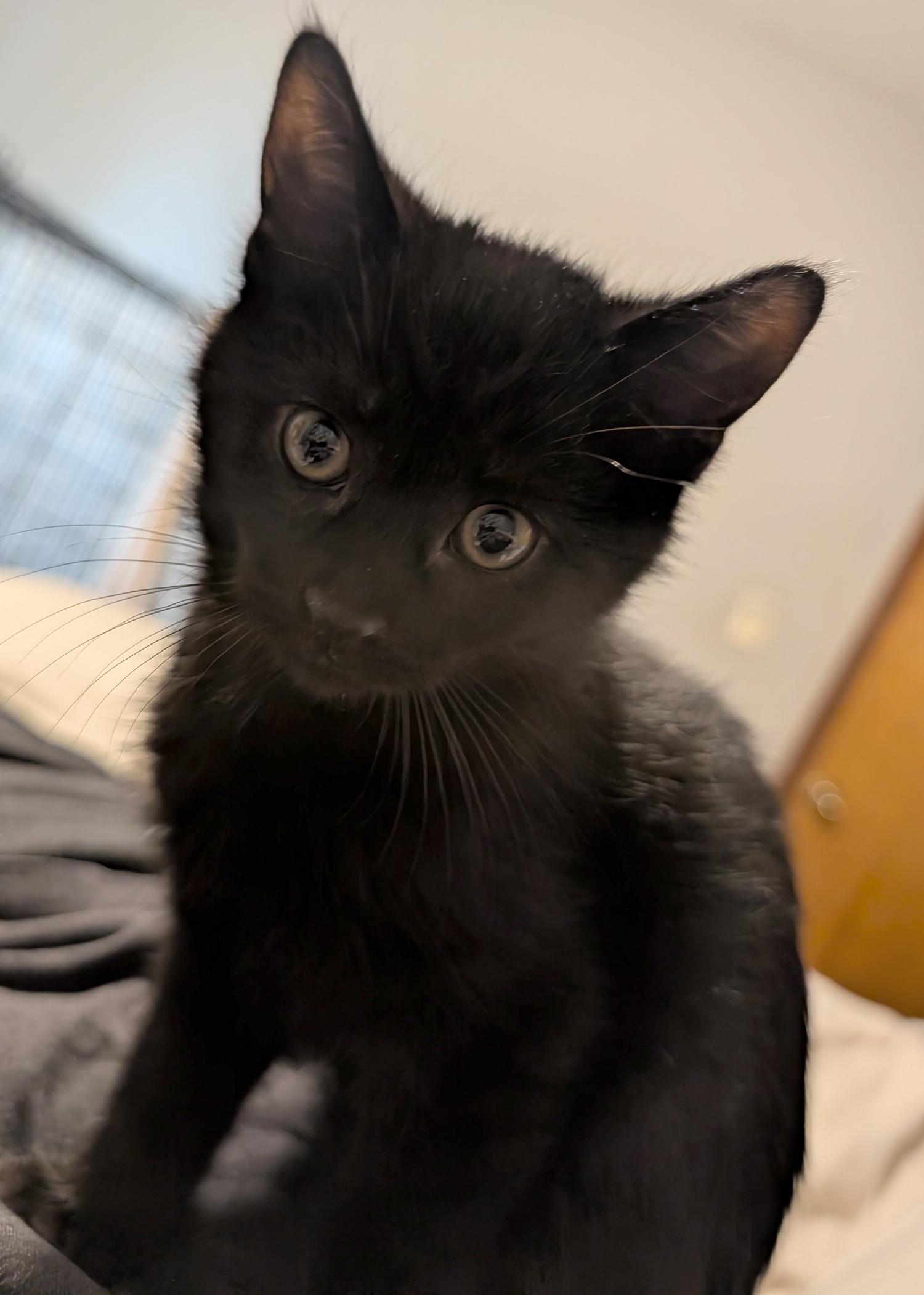 Enlarge Honeydew, a ADOPTABLE Domestic Short Hair in Wadsworth, OH image 3/4