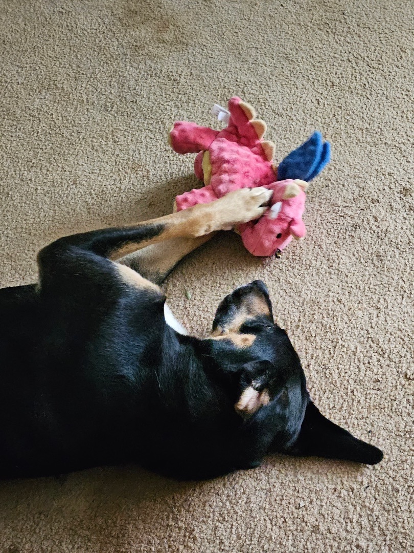 Enlarge Parker, a Adoptable mixed breed in Douglasville, GA image 2/5