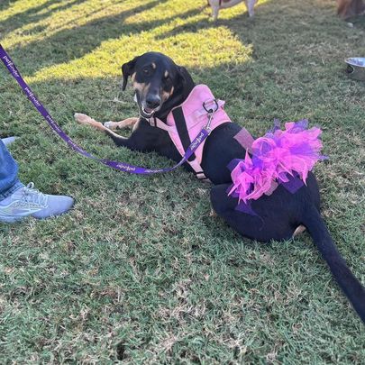 Enlarge Parker, a Adoptable mixed breed in Douglasville, GA image 1/5