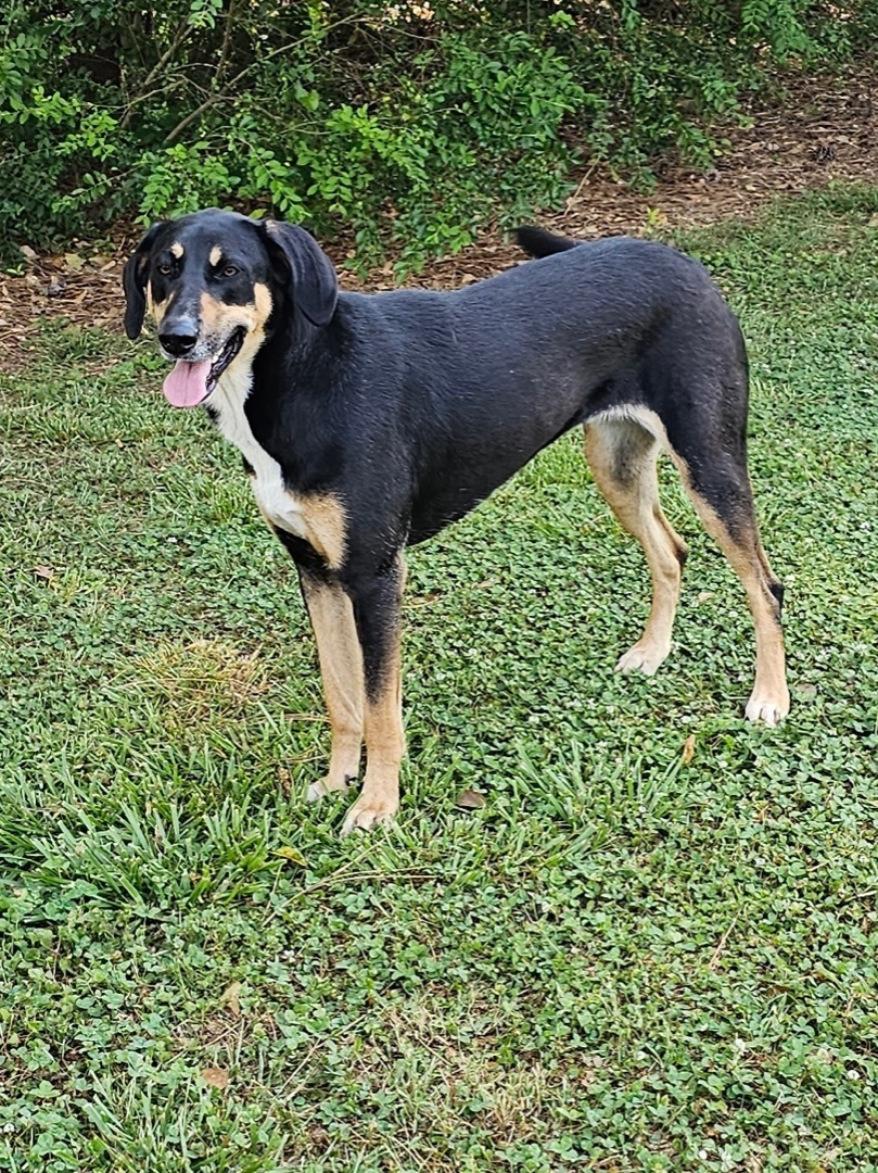 Enlarge Parker, a Adoptable mixed breed in Douglasville, GA image 3/5