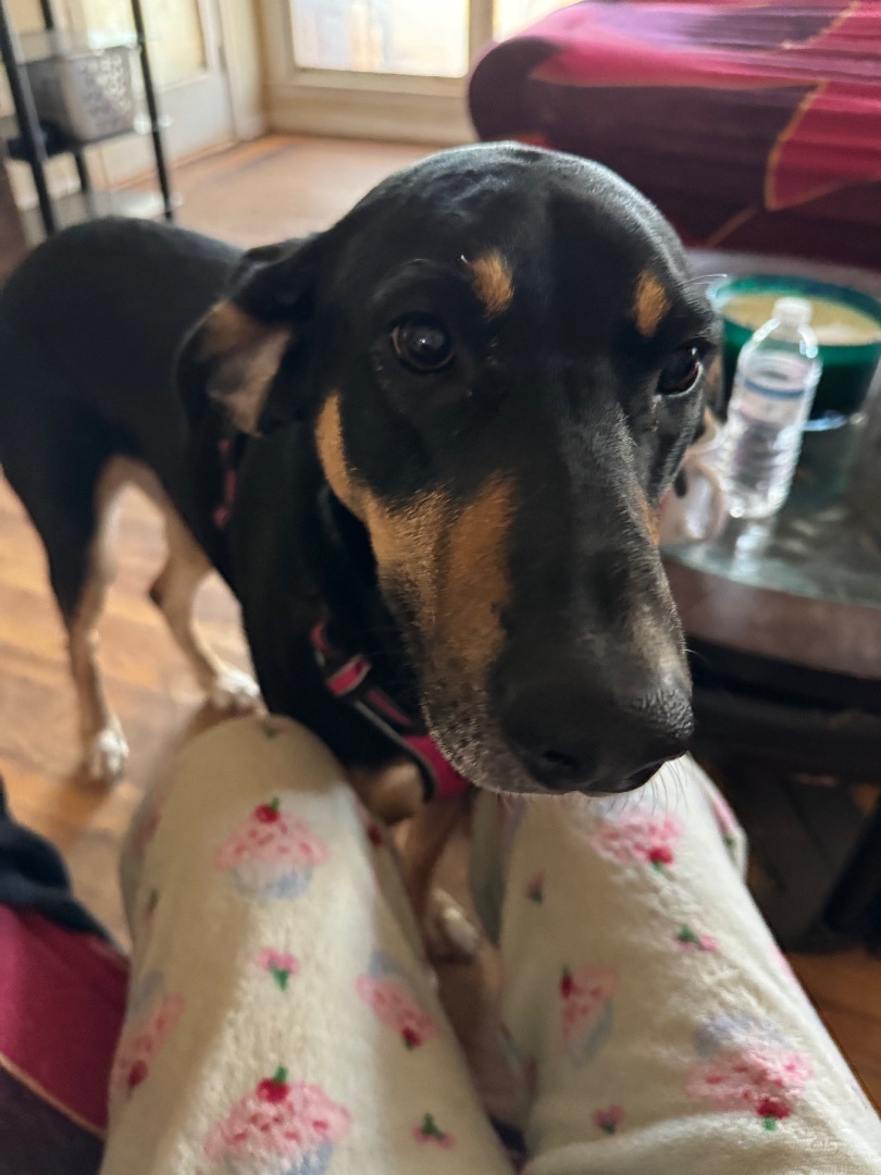 Enlarge Parker, a Adoptable mixed breed in Douglasville, GA image 5/5