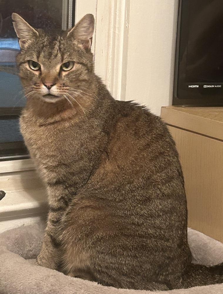 Big Boy LW, Adoptable, Adult Male Domestic Short Hair.