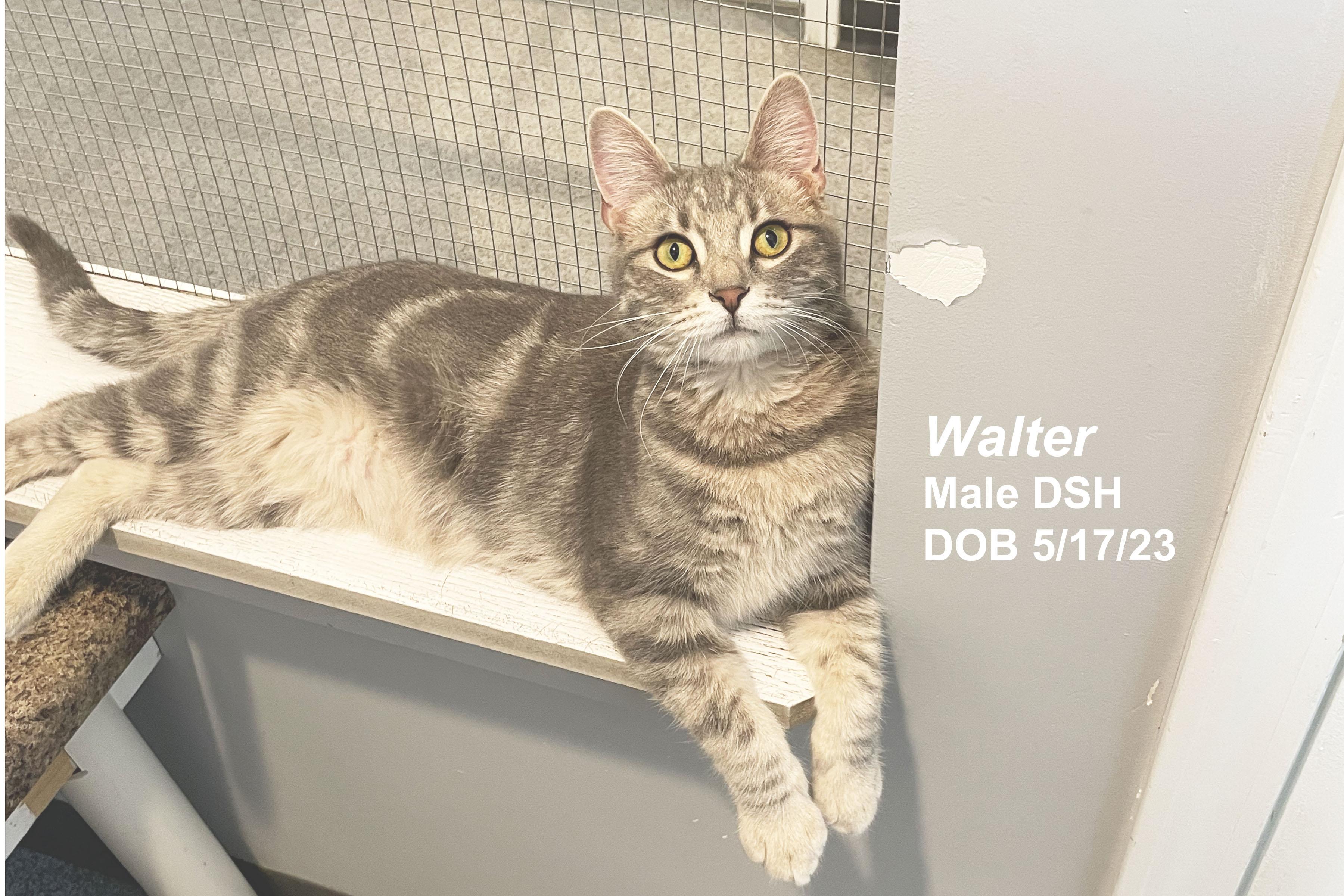 Walter, Adoptable, Young Male Domestic Short Hair.