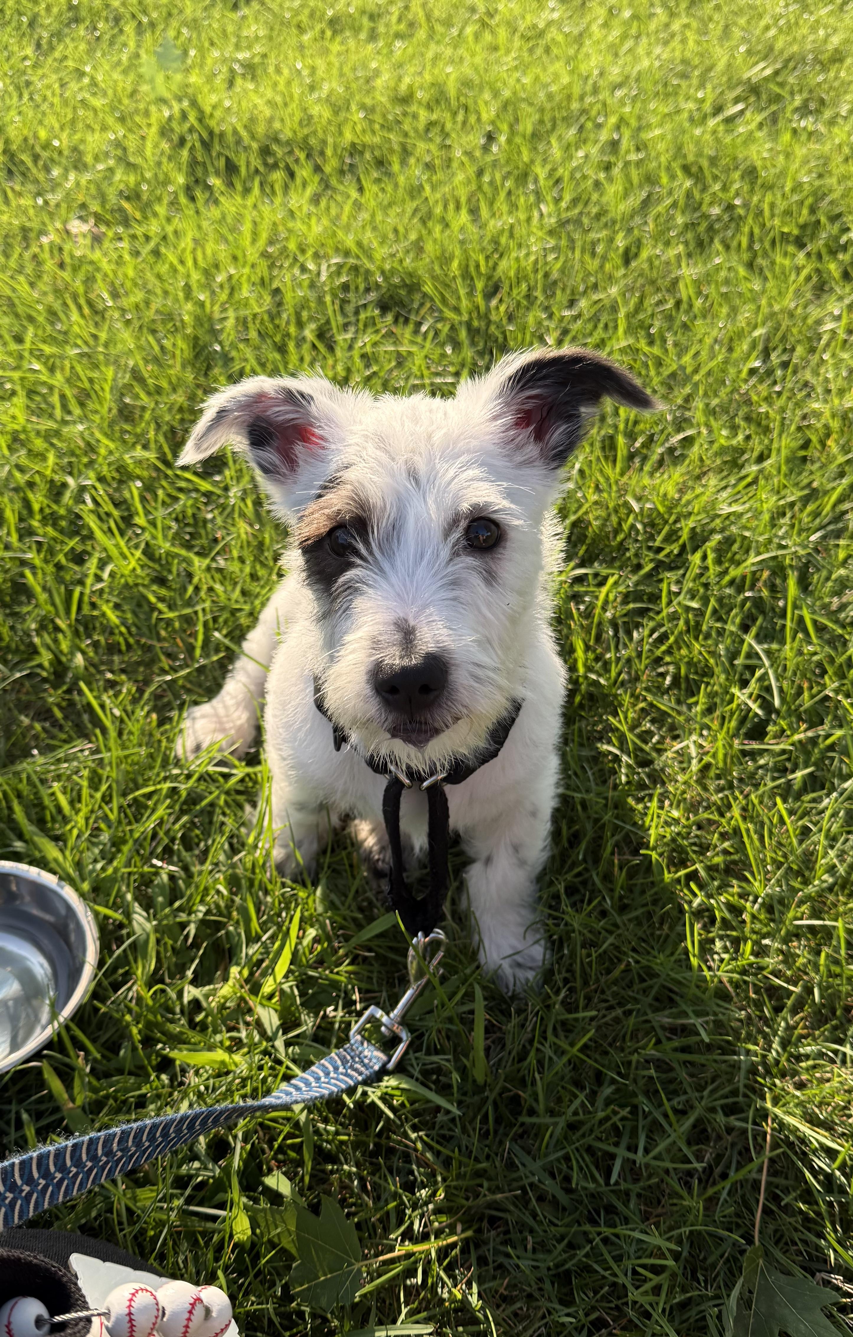 Enlarge Gus, an adopted mixed breed in Oswego, IL image 2/6