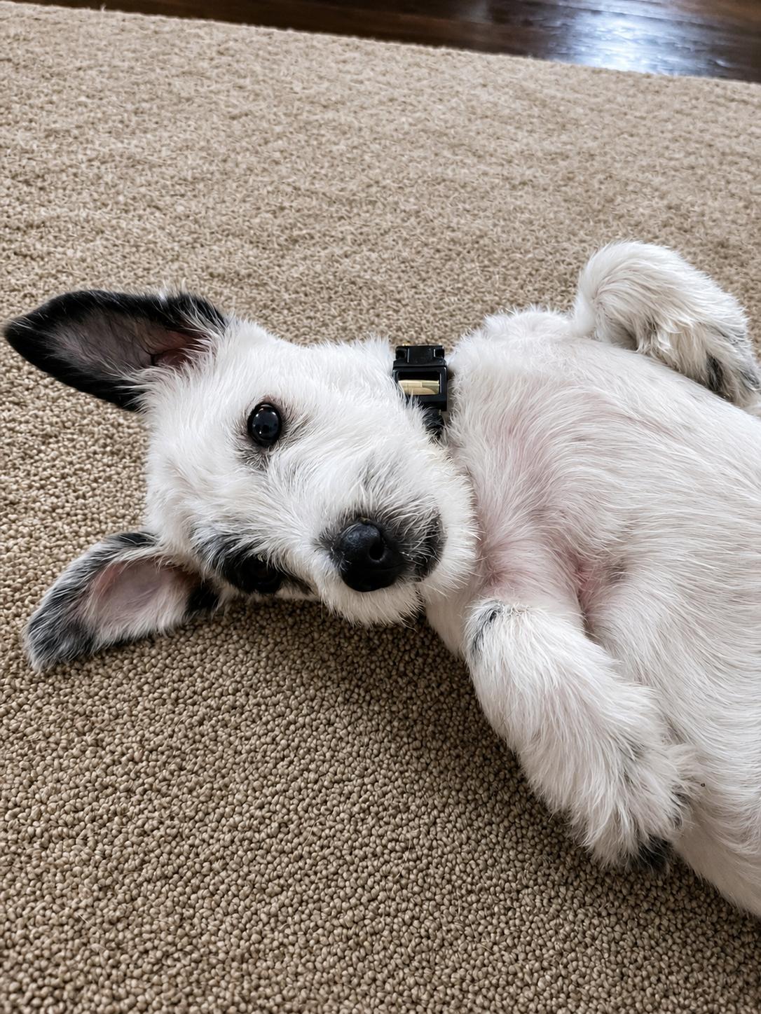 Enlarge Gus, an adopted mixed breed in Oswego, IL image 1/6
