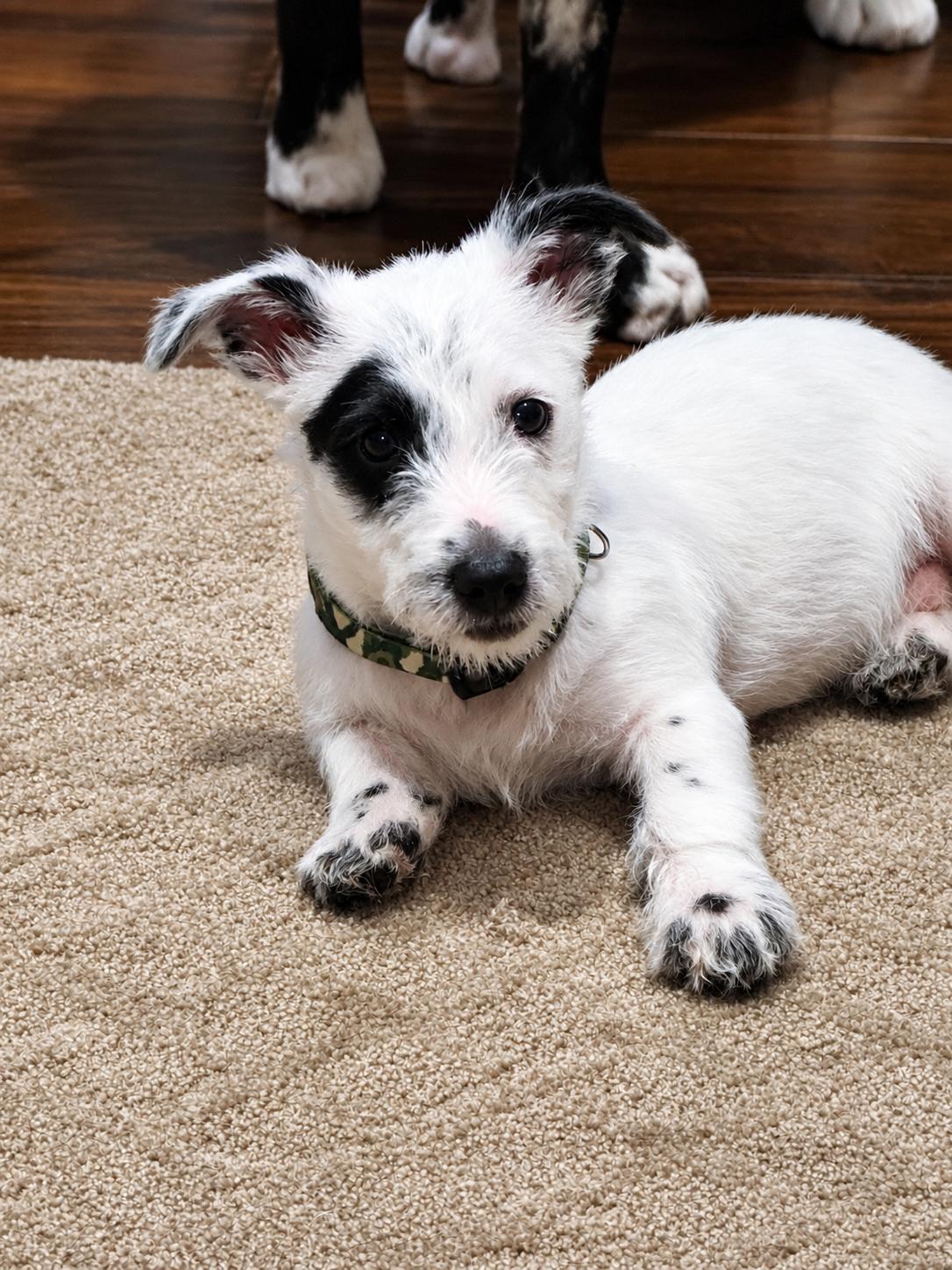Enlarge Gus, an adopted mixed breed in Oswego, IL image 6/6
