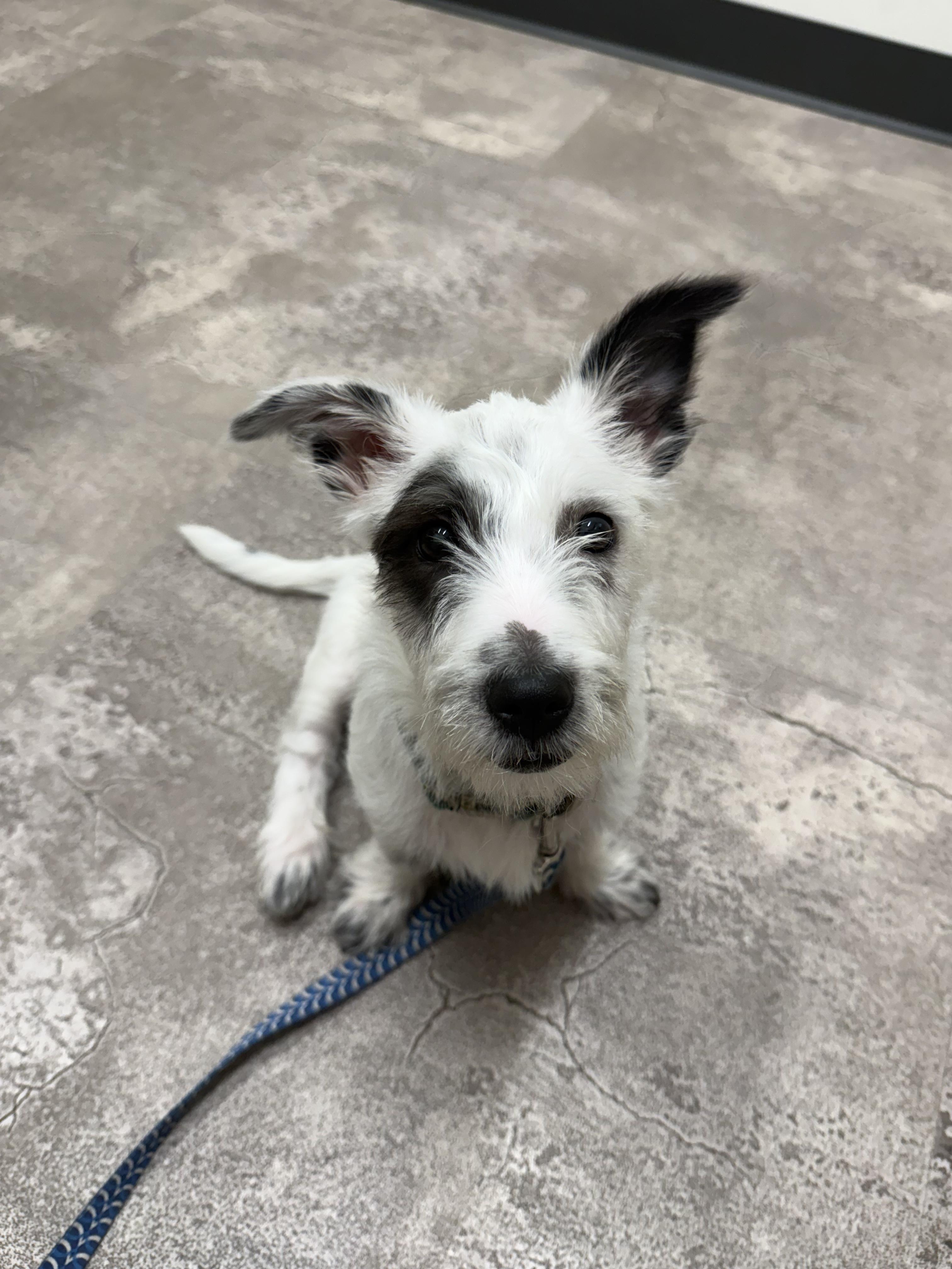 Enlarge Gus, an adopted mixed breed in Oswego, IL image 3/6