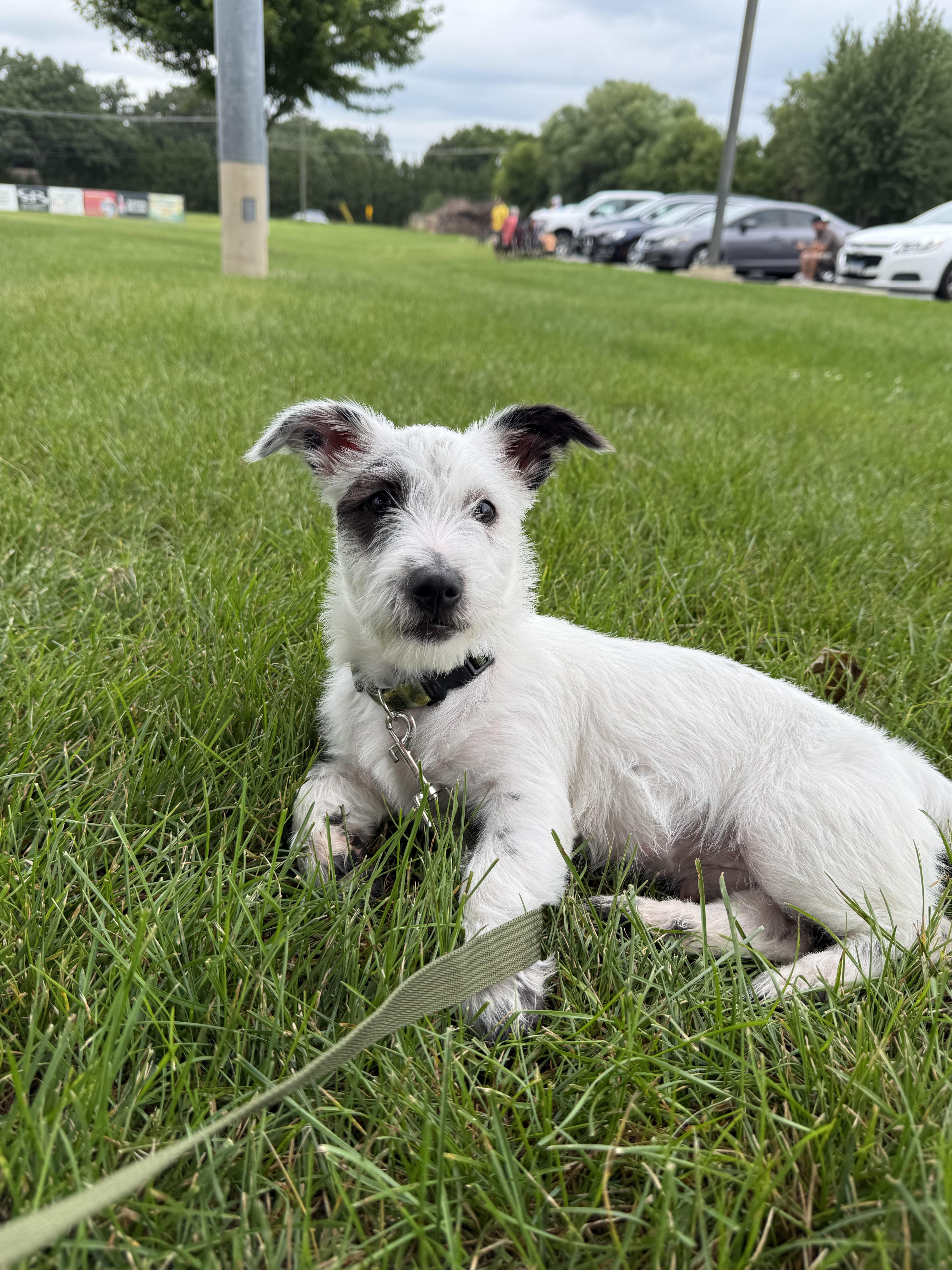 Enlarge Gus, an adopted mixed breed in Oswego, IL image 5/6