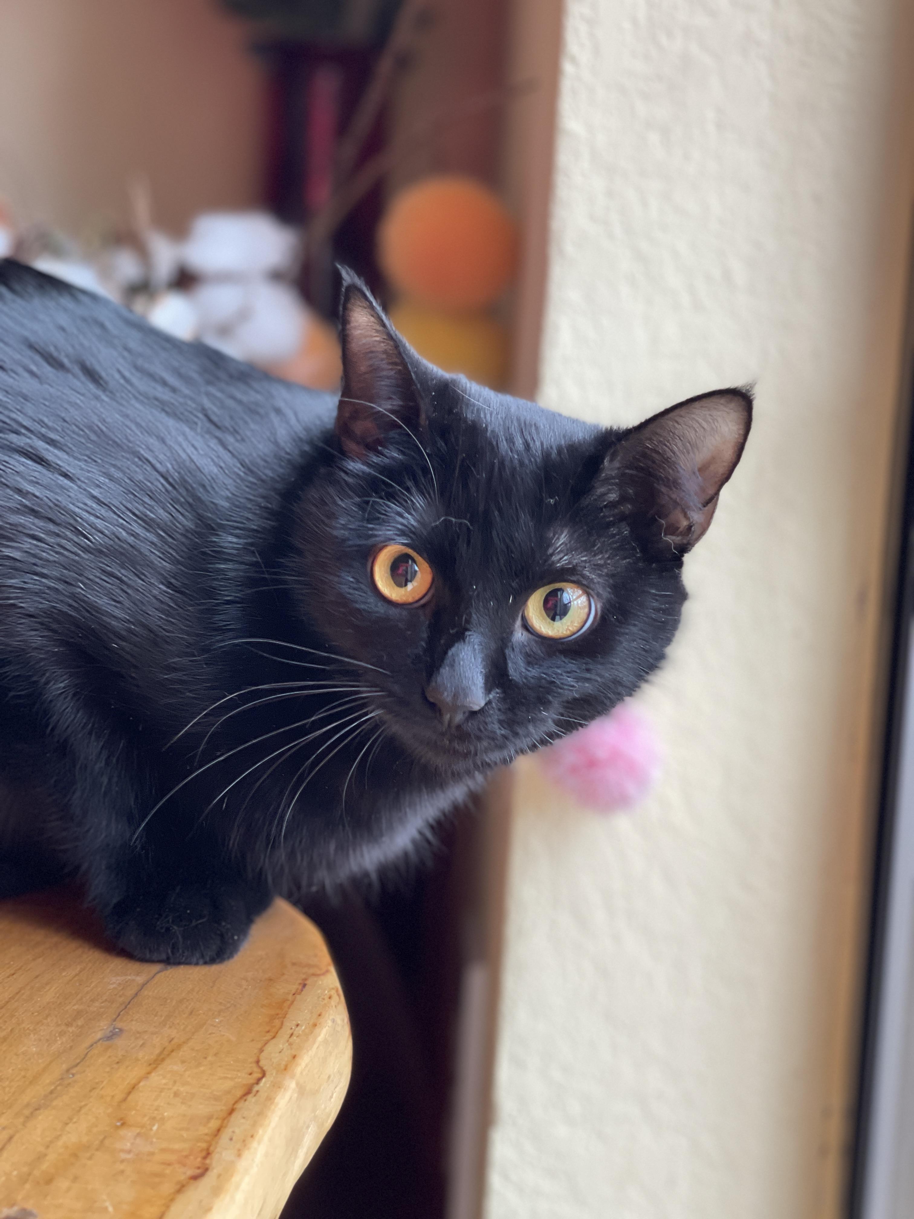 Jasmine, a Adoptable Domestic Short Hair in Keller, TX image 2/6