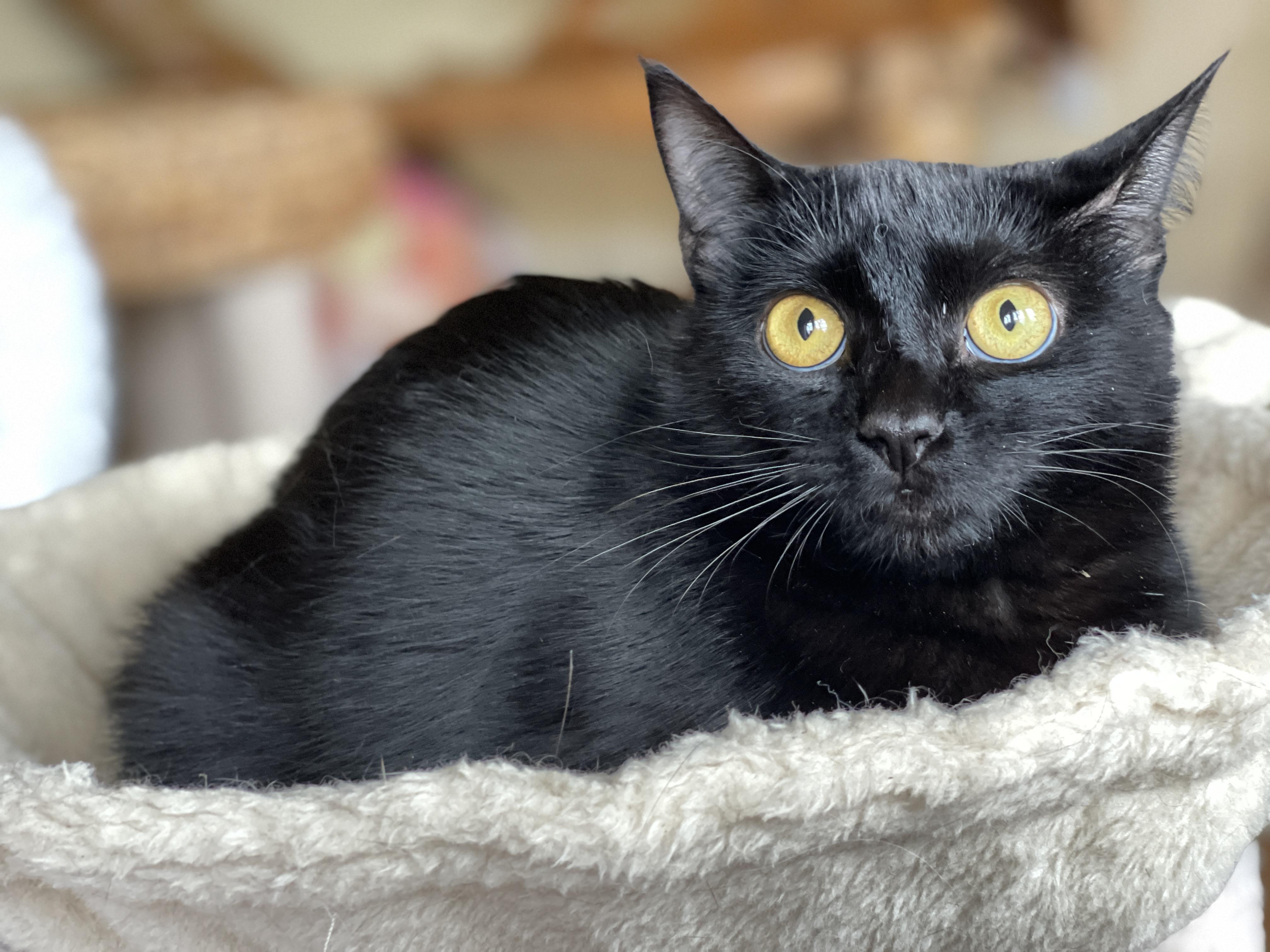 Jasmine, a Adoptable Domestic Short Hair in Keller, TX image 3/6