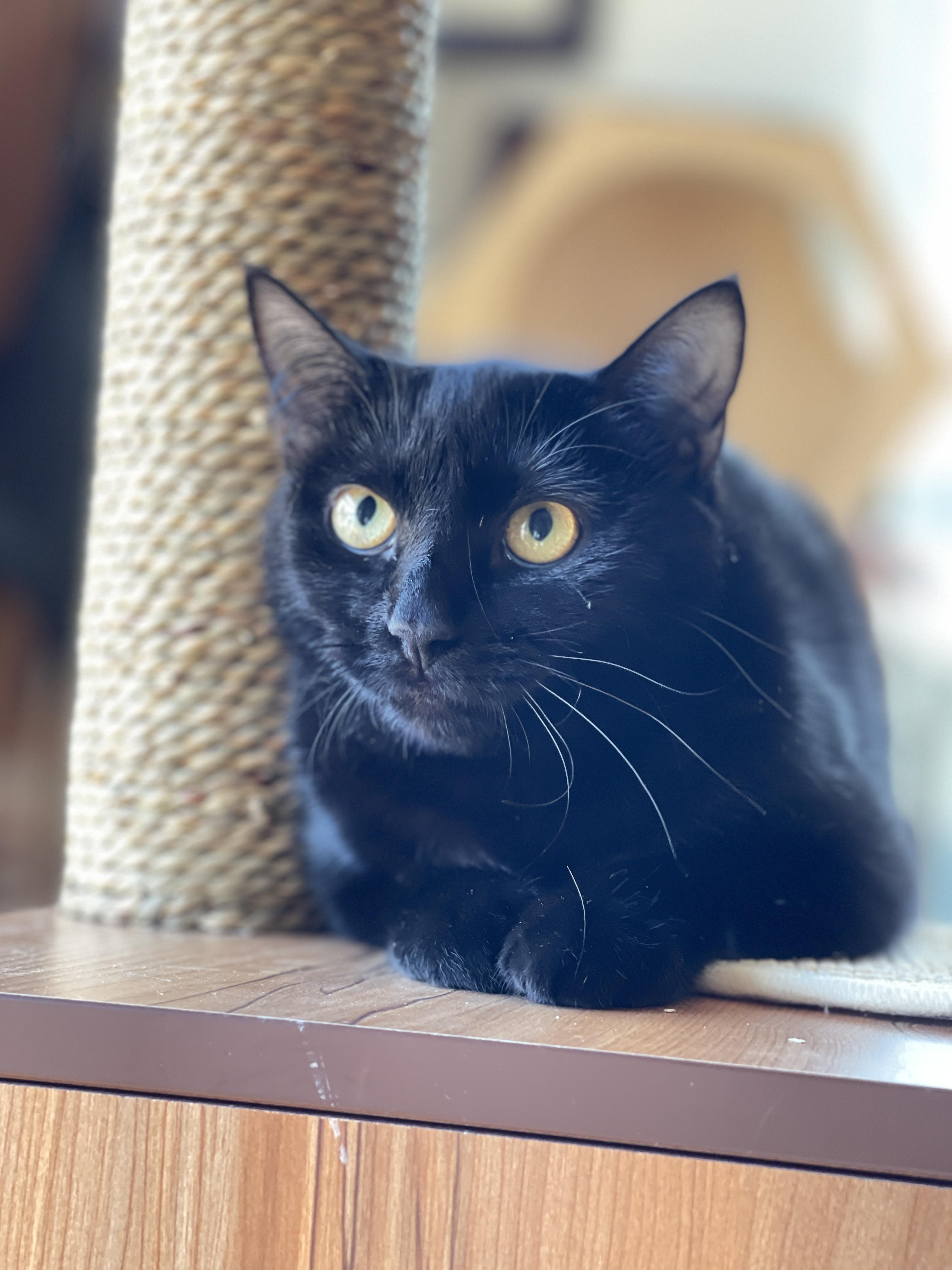 Jasmine, a Adoptable Domestic Short Hair in Keller, TX image 4/6