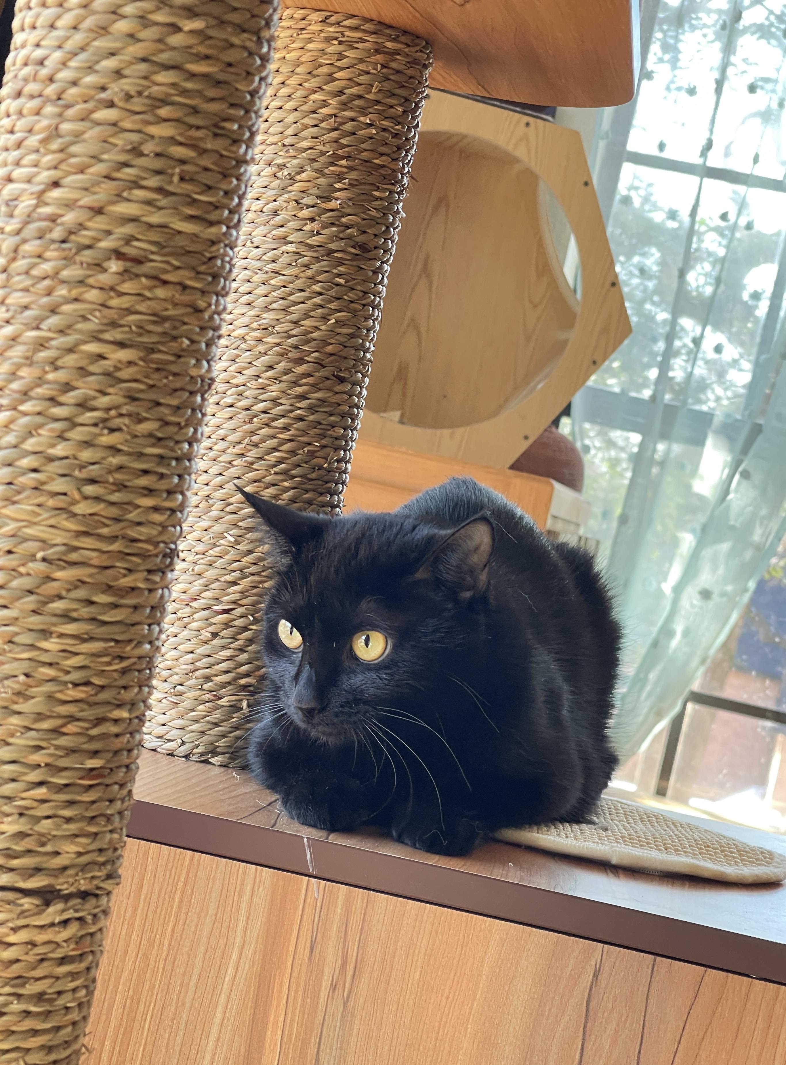 Jasmine, a Adoptable Domestic Short Hair in Keller, TX image 5/6